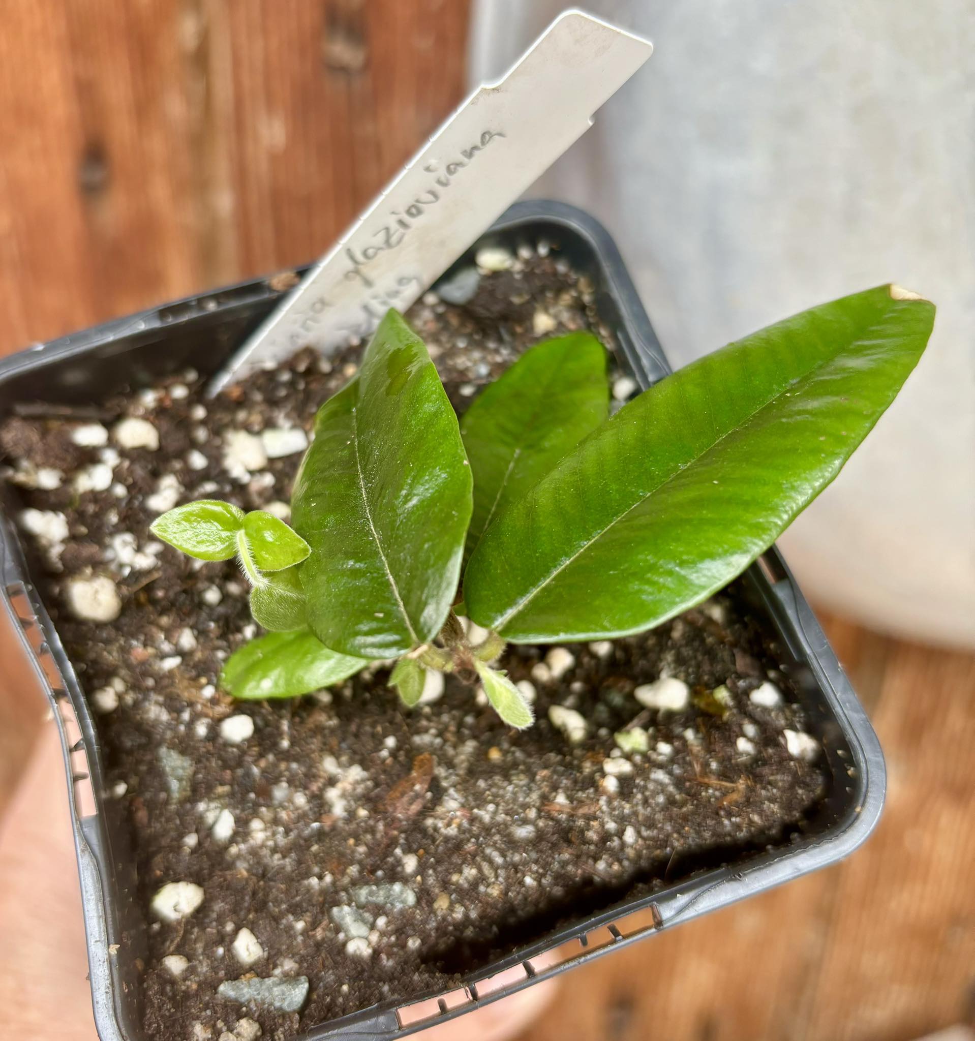 Myrciaria glazioviana - Cabeludinha  -  1 potted rooted cutting  / 1 getopfter, bewurzelter Steckling