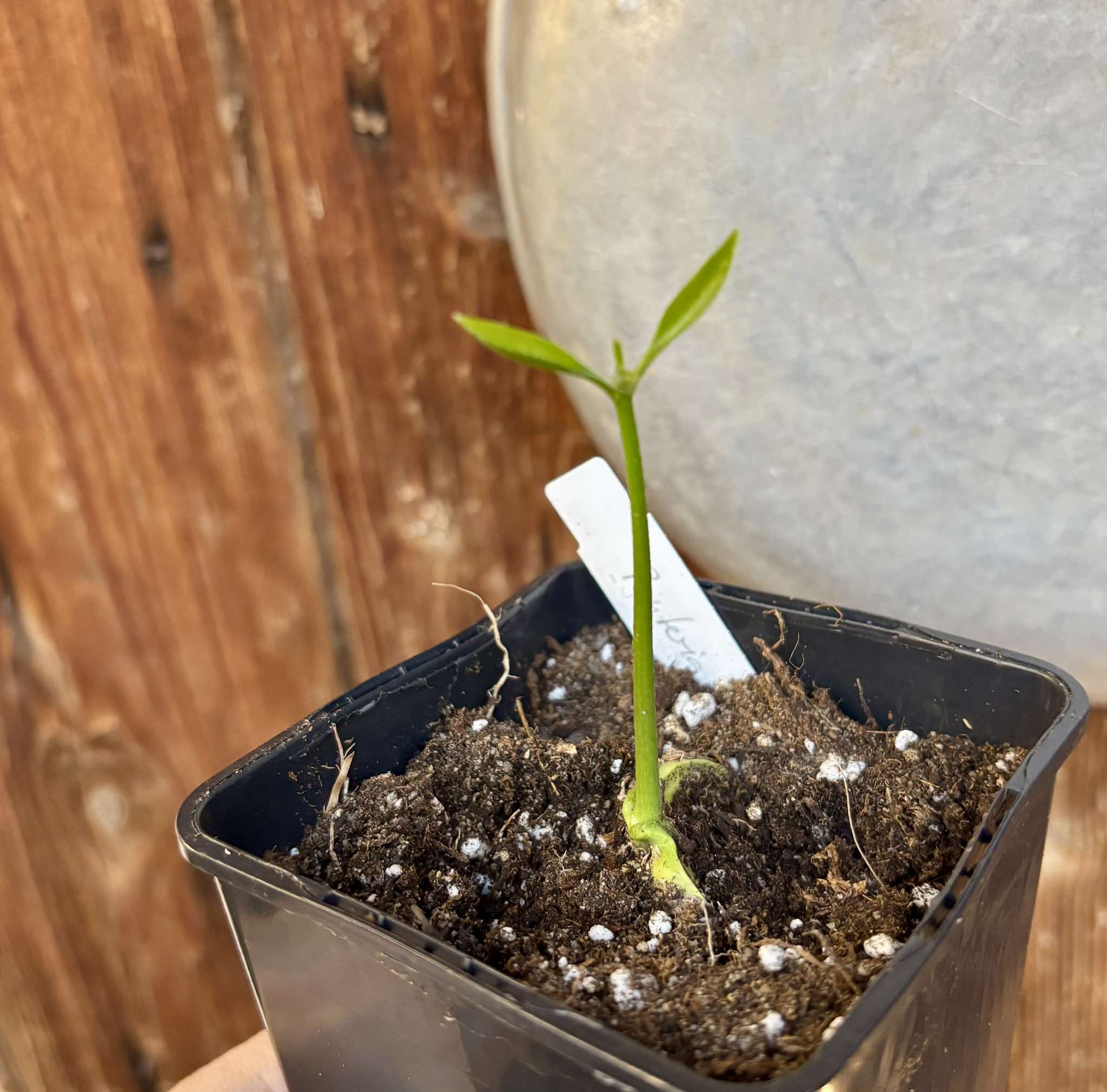 Pouteria macahensis - 1 small potted seedling / 1 kleiner, getopfter Sämling