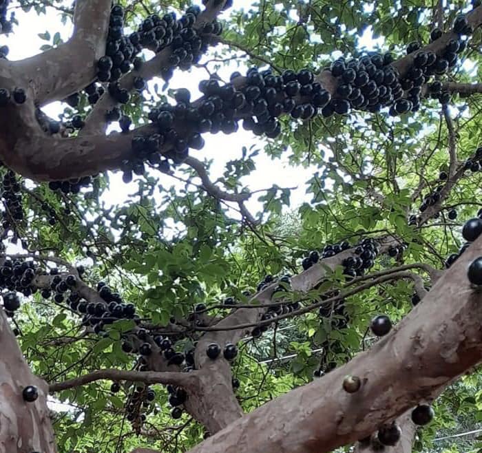 Jaboticaba Oipirinha (Plinia sp) Nr.2 - 1 potted plant/ 1  getopfte Pflanze