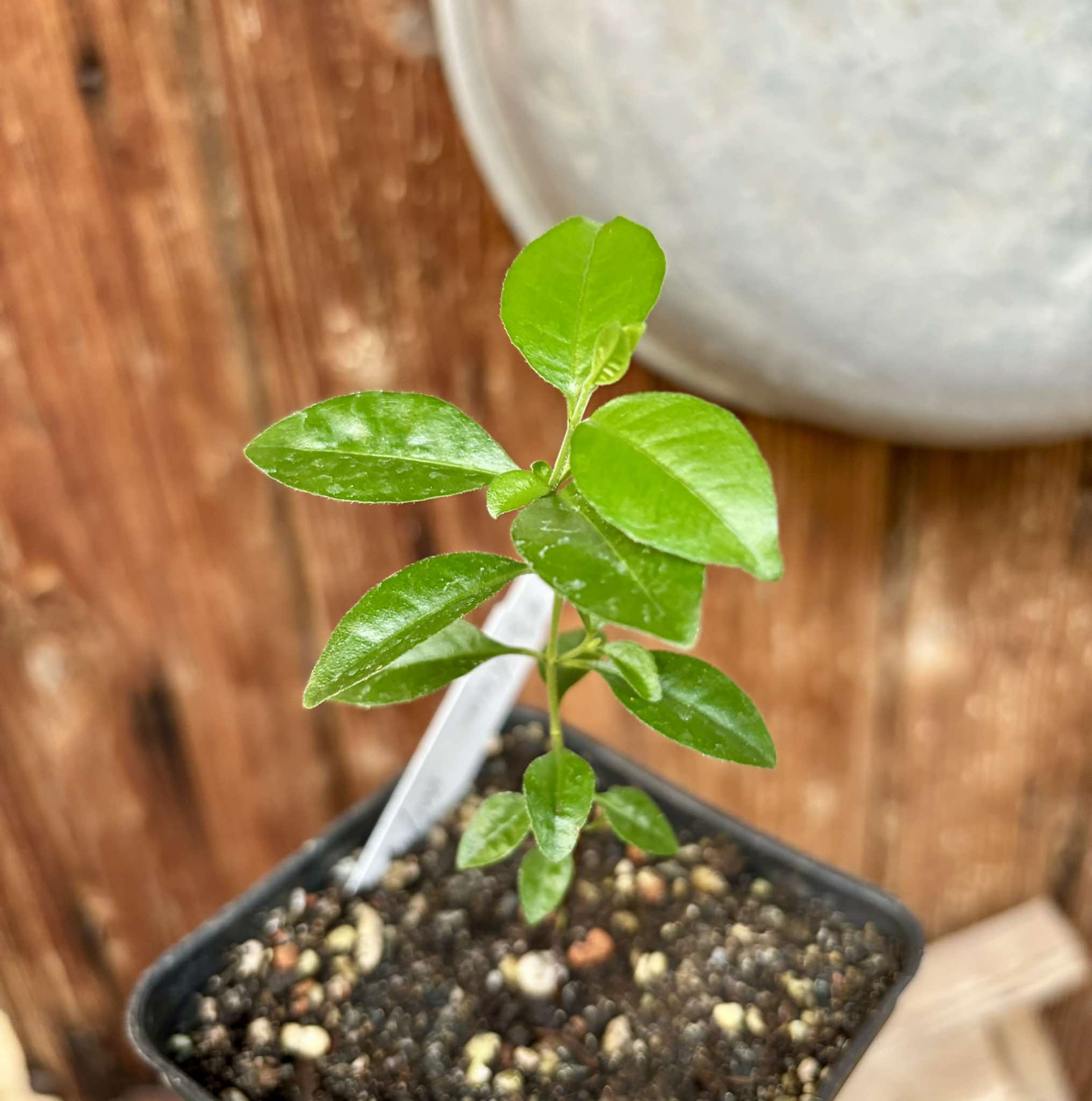 Purple Forest Guave - Psidium myrtoides  - 1 potted plant / 1 getopfte Pflanze 