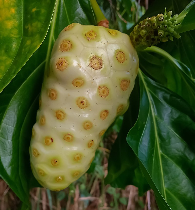 Noni Variegated (Morinda citrifolia) - 4 fresh seeds / 4 frische Samen