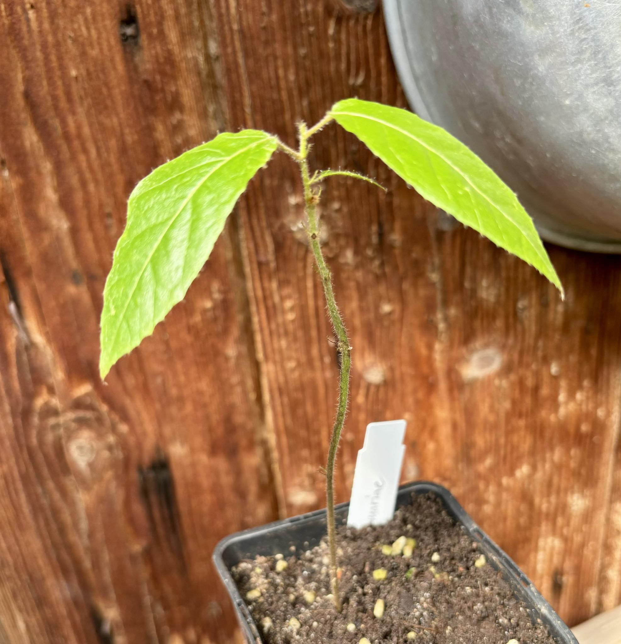 Mountain Cacao (Herrania mariae) - 1 potted plant / 1 getopfte Pflanze