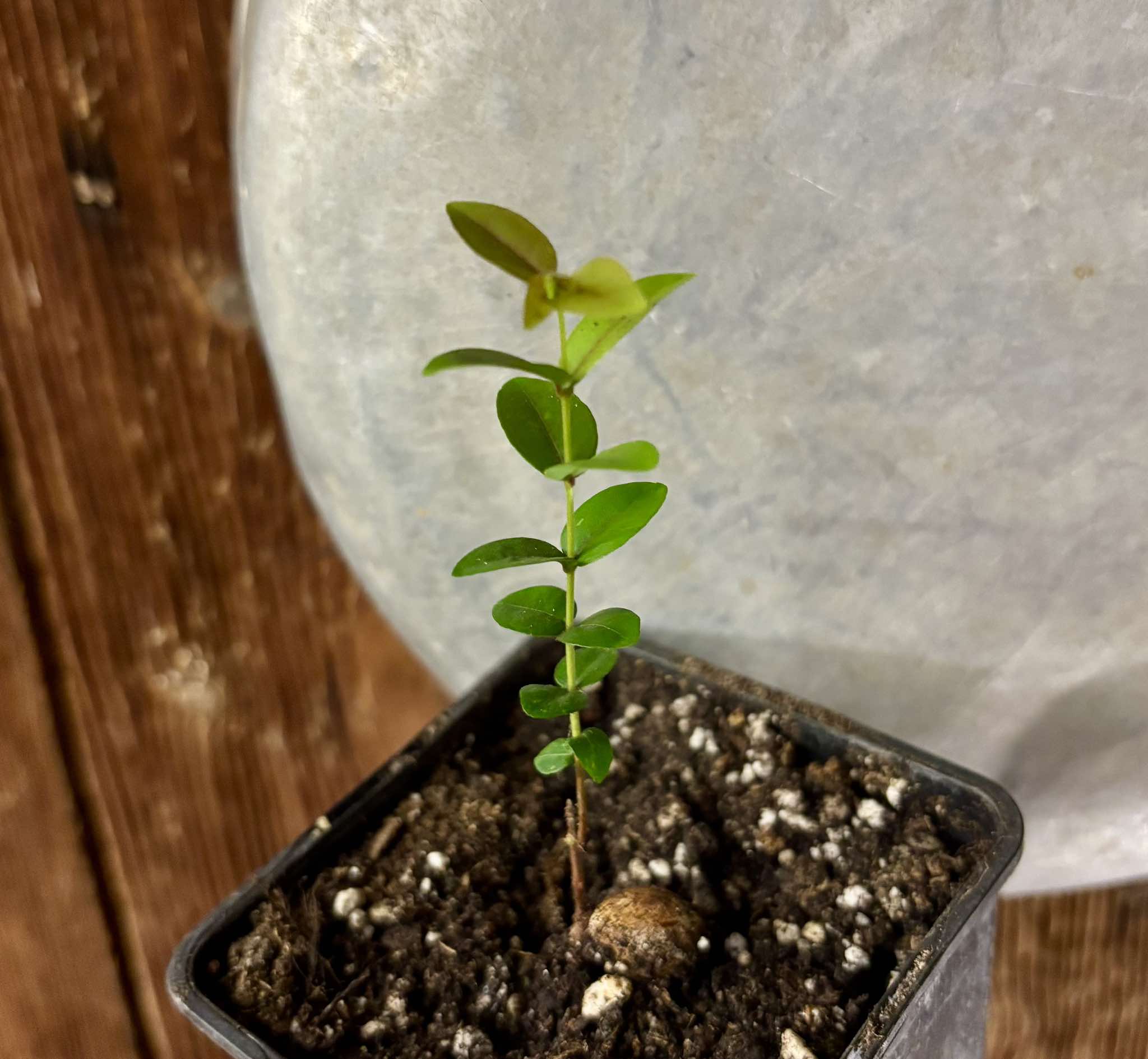 Eugenia pyriformis var Eldorado Nr. 3 - Uvaia Doce - 1 small potted seedling / 1 kleiner, getopfter Sämling