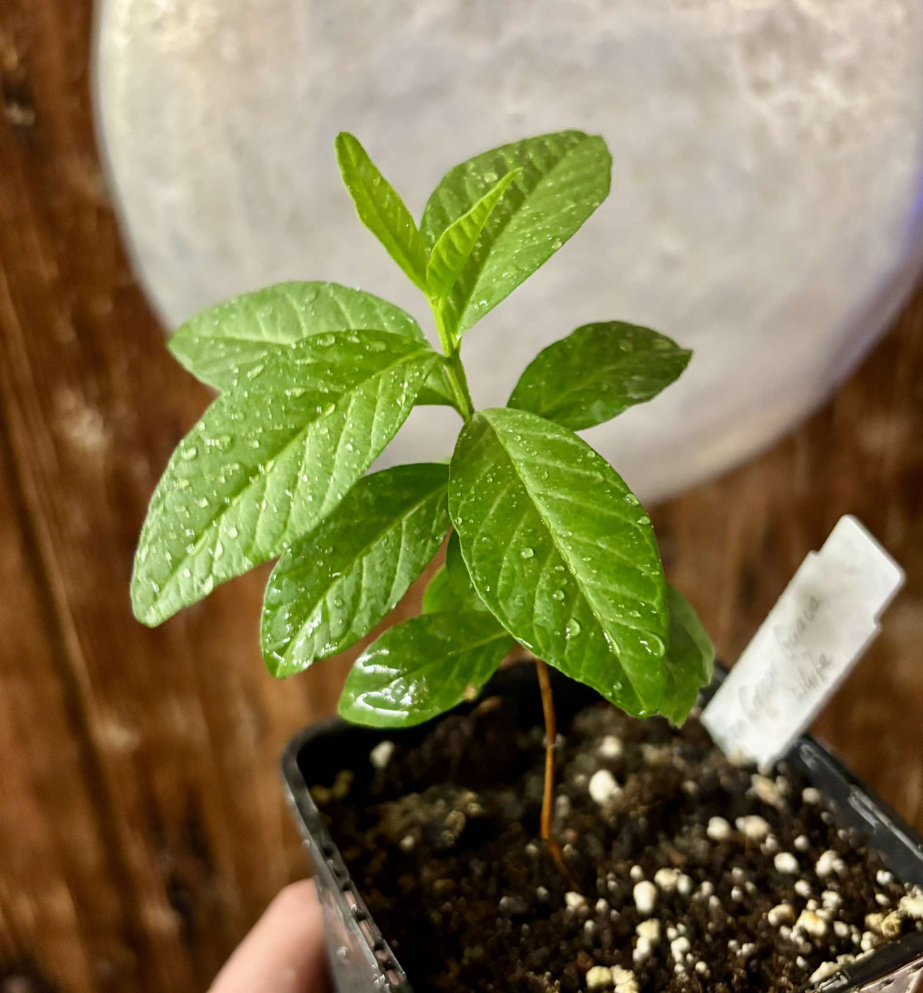 Psidium guajava - Mexican Cream Guava  - 1 small potted seedling / 1 kleiner, getopfter Sämling