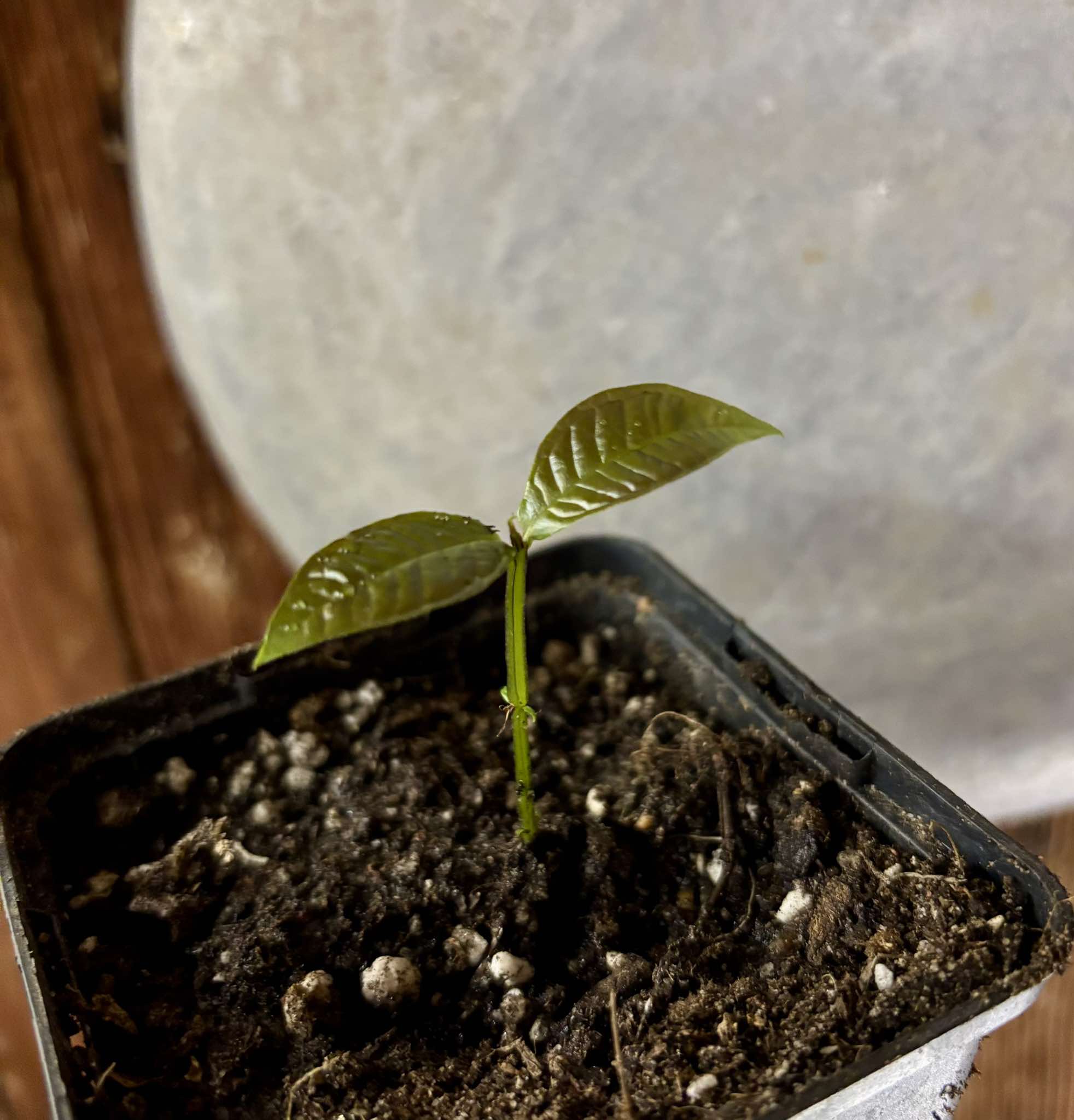 Gowok (Syzygium polycephalum) - 1 small potted seedling / 1 kleiner, getopfter Sämling