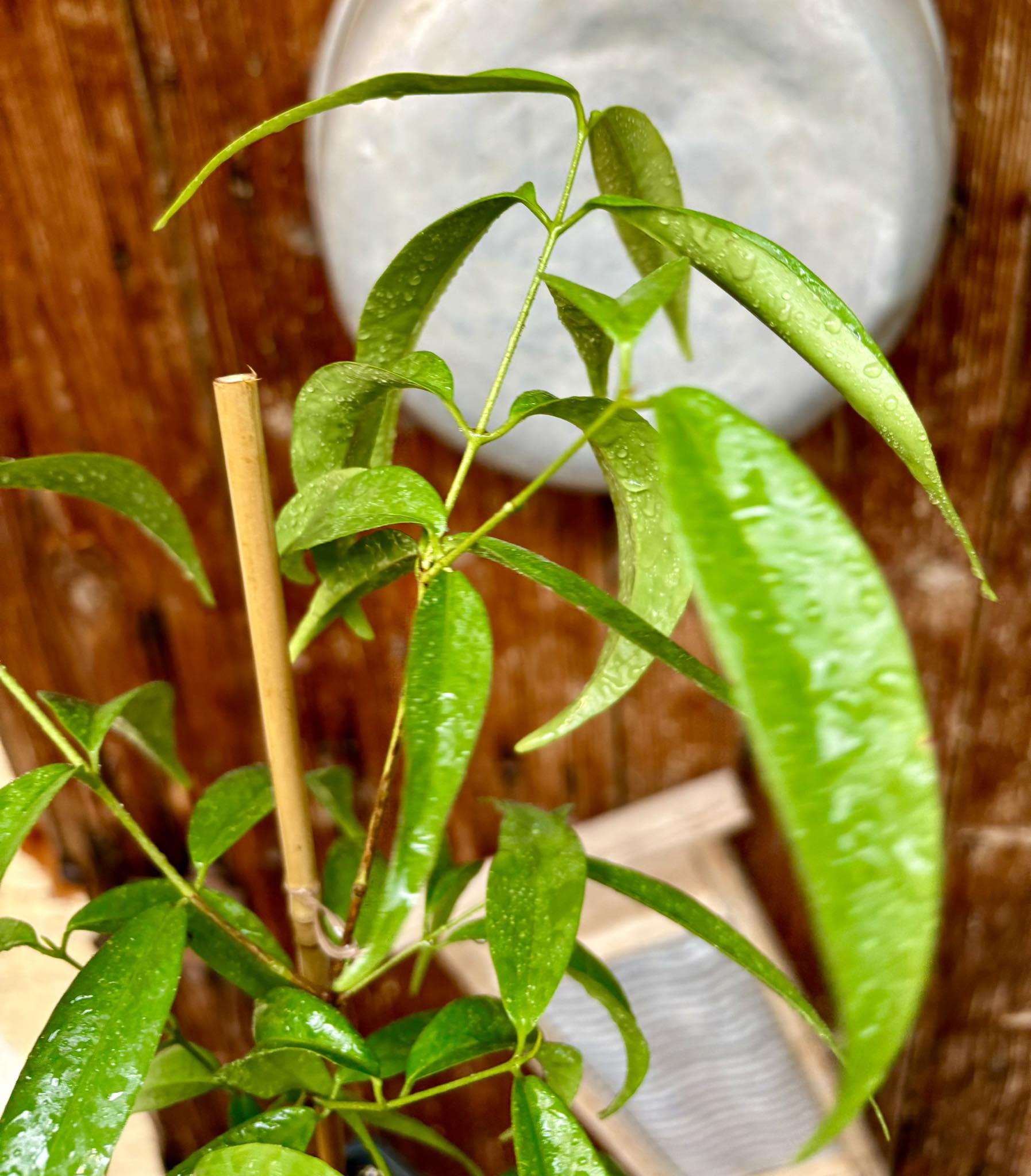 Eugenia sp sect racemosa -  1 potted plant / 1 getopfte Pflanze