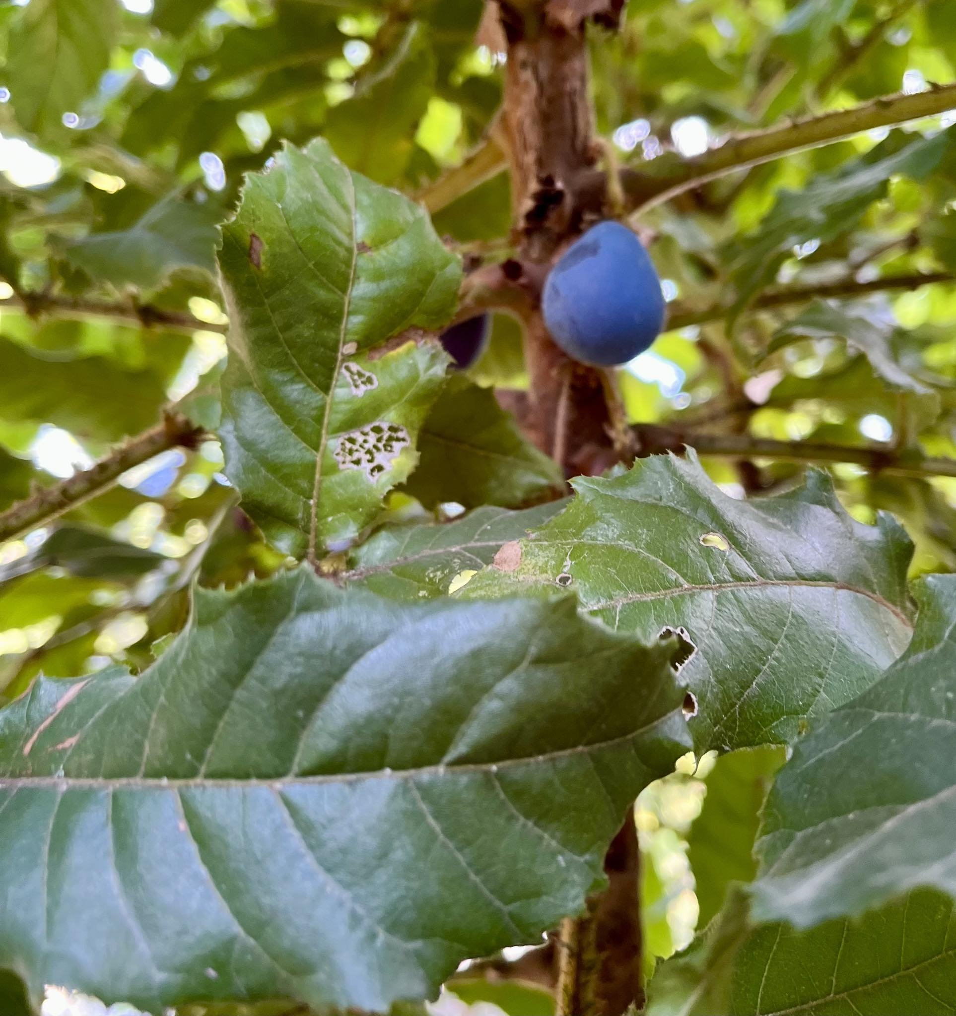 Davidson Plum (Davidsonia jerseyana) - 1 potted plant / 1 getopfte Pflanze