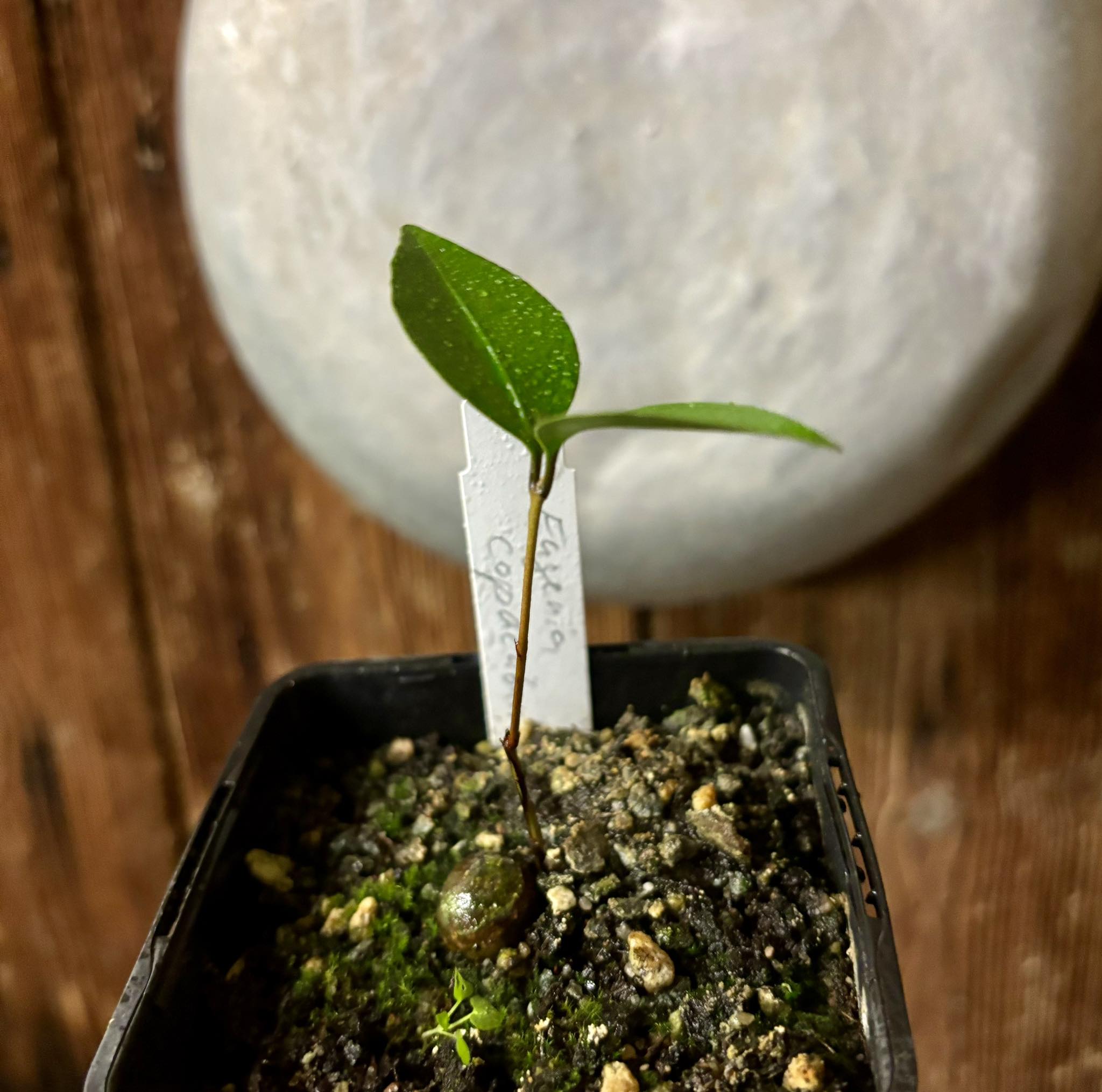 Eugenia copacabanensis -  1 potted seedling / 1 getopfter Sämling