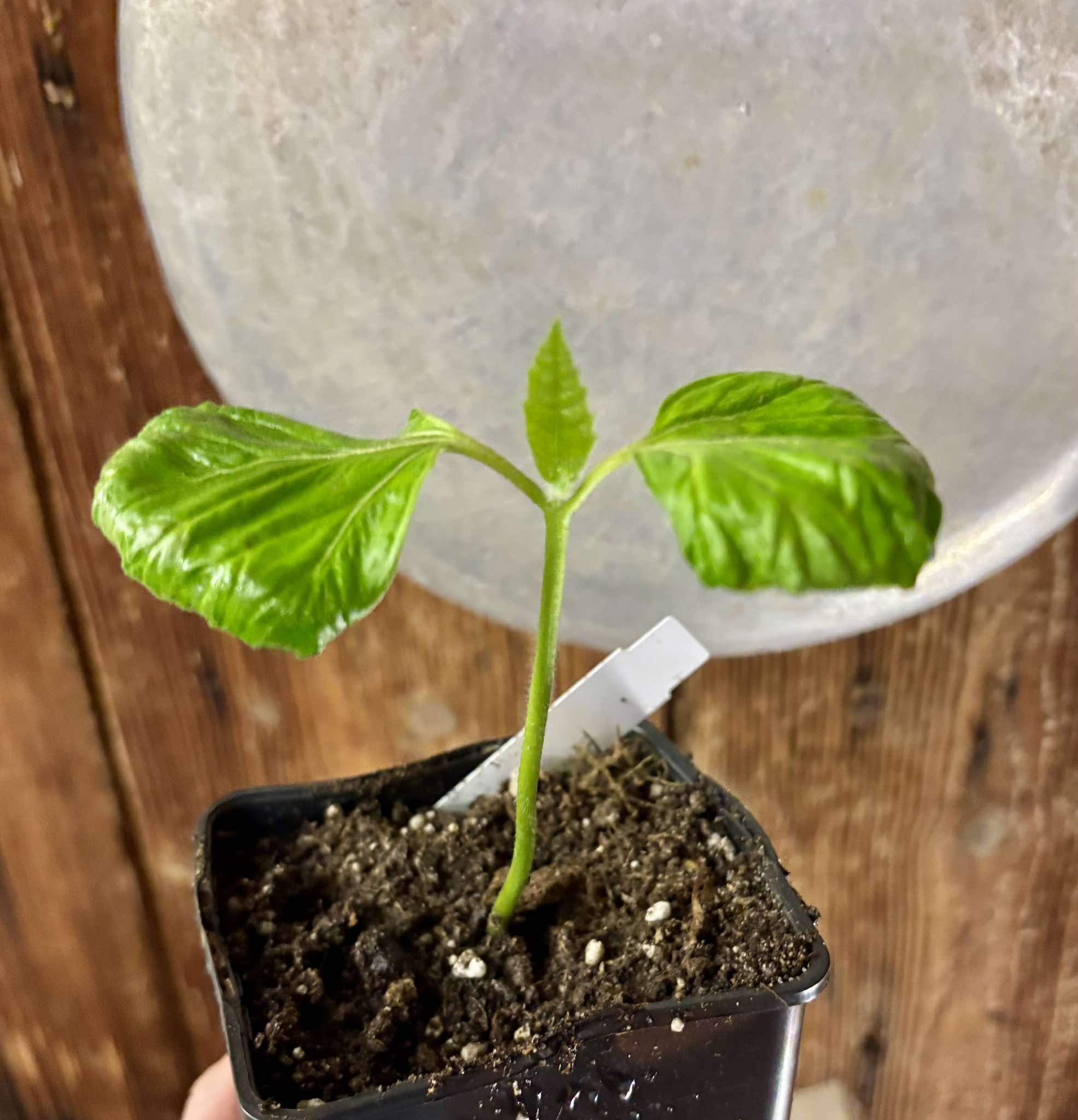 Zirikote (Cordia dodecandra) - 1 small potted seedling / 1 kleiner, getopfter Sämling