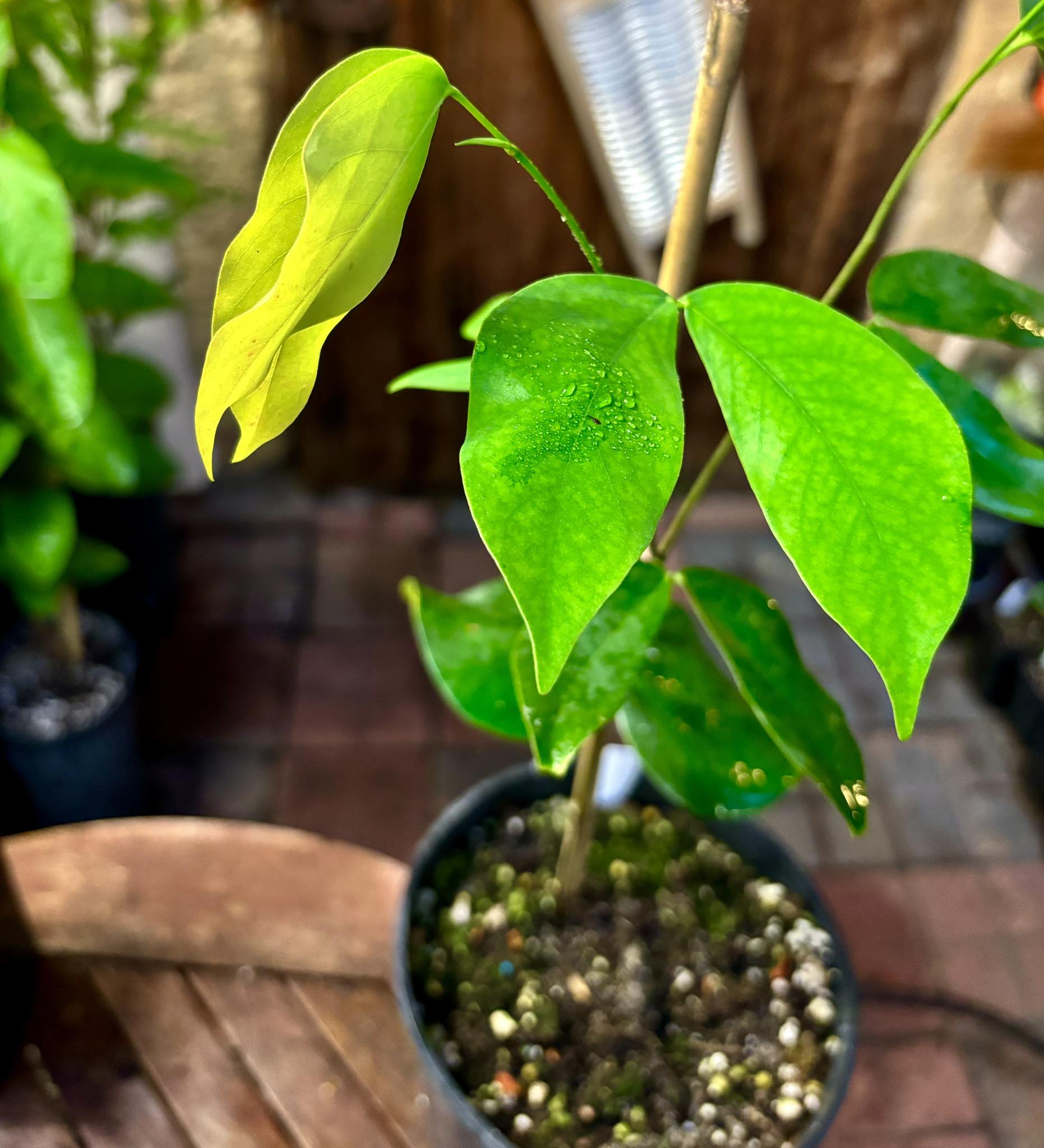 Jatoba (Hymenaea courbaril) - 1 potted plant / 1 getopfte Pflanze