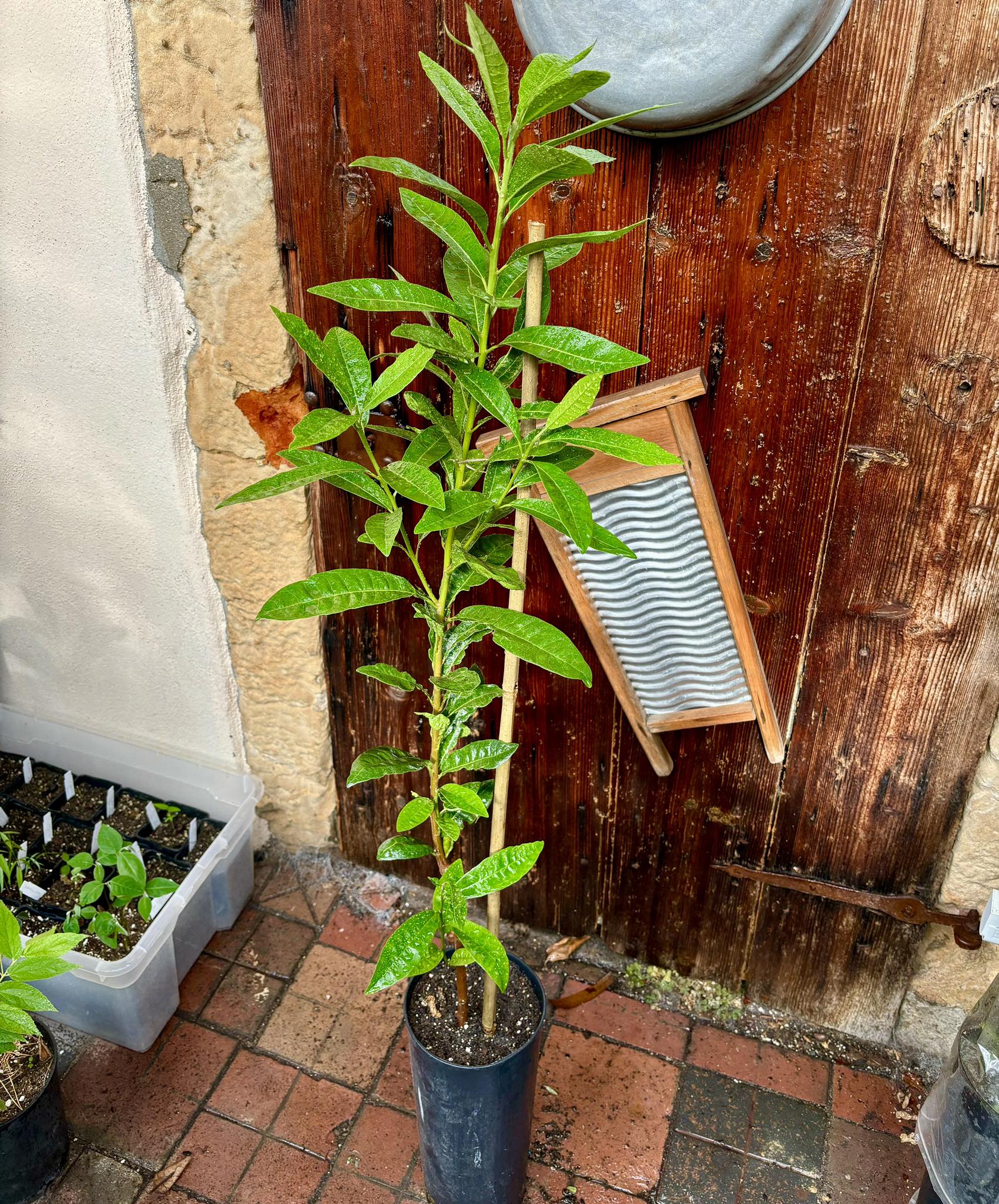 Lucuma (Lucuma bifera) GRAFTED - 1 potted plant / 1 getopfte Pflanze