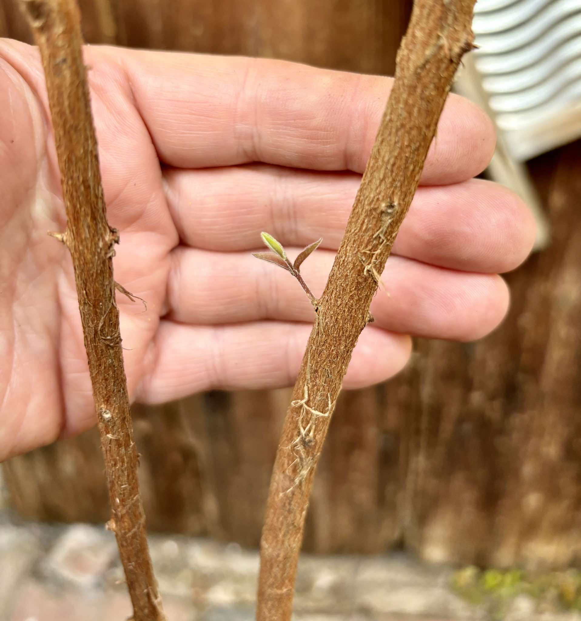 Ubajai (Eugenia myrcianthes) - 1 potted plant / 1 getopfte Pflanze