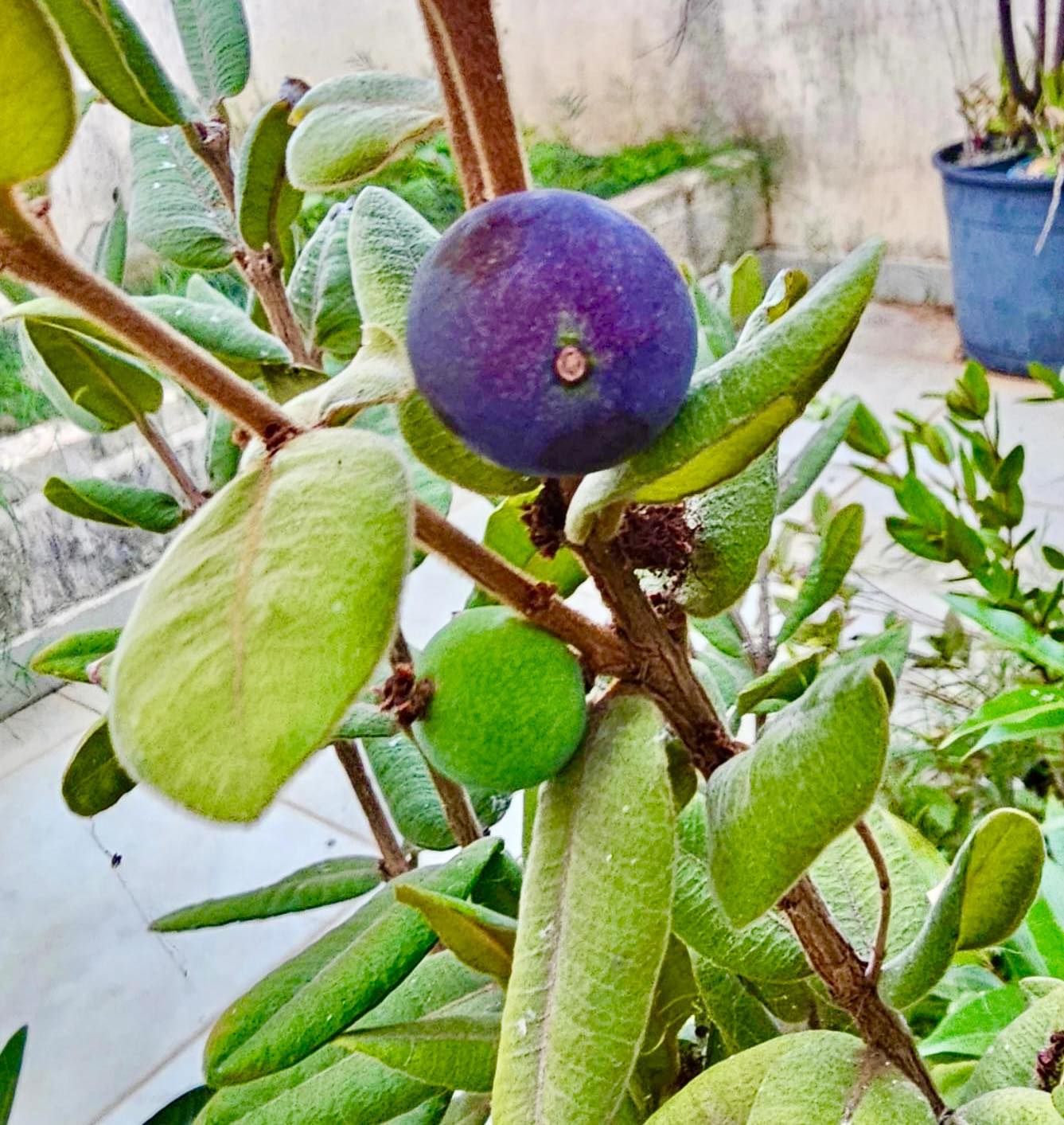 Myrciaria caerulescens - Roxa - Blue Guaquiea -  1 potted plant  / 1 getopfte Pflanze