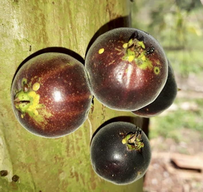 Jaboticaba Peluda de Cruz - Plinia spiritosantensis - 1 potted plant/ 1 getopfte Pflanze