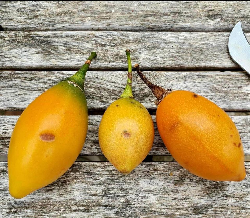 Solanum uniloba - 1 potted plant / 1 getopfte Pflanze