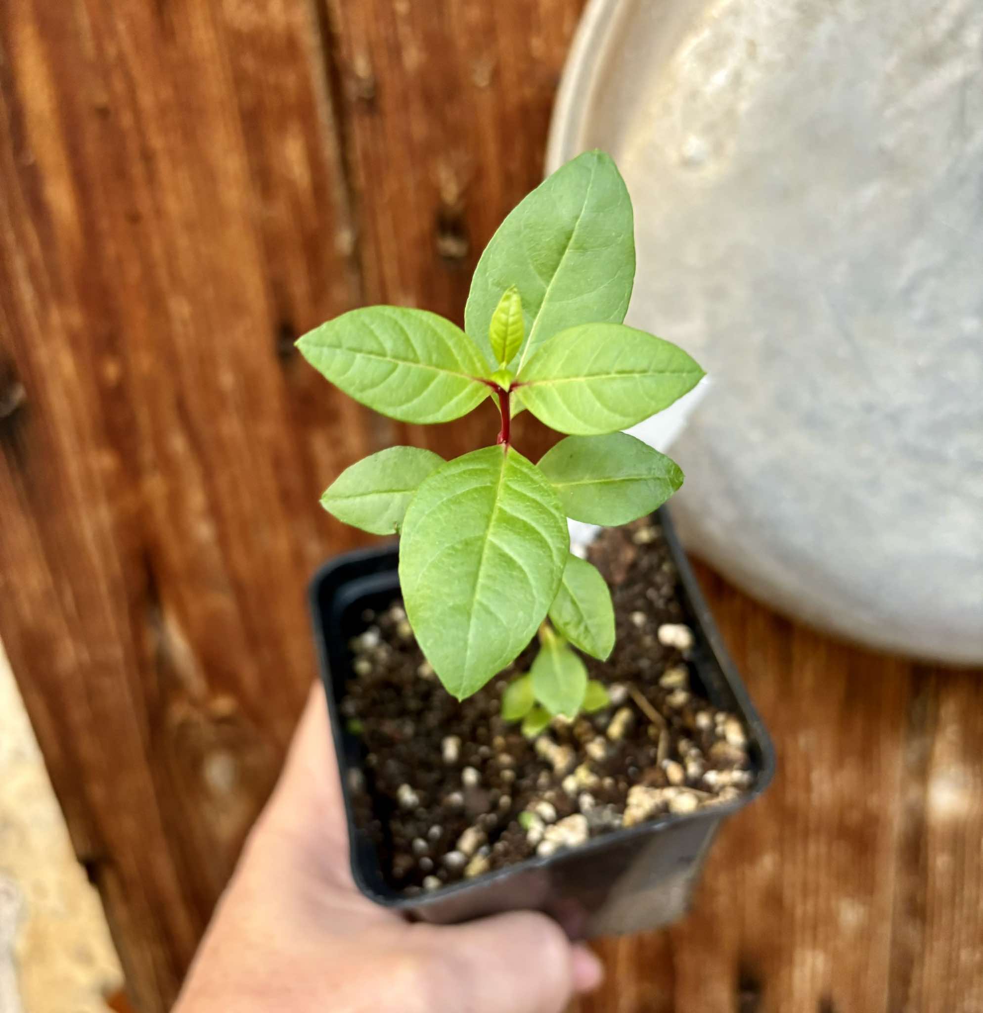 Psidium guajava - Pink Felah  - 1 small potted seedling / 1 kleiner, getopfter Sämling 