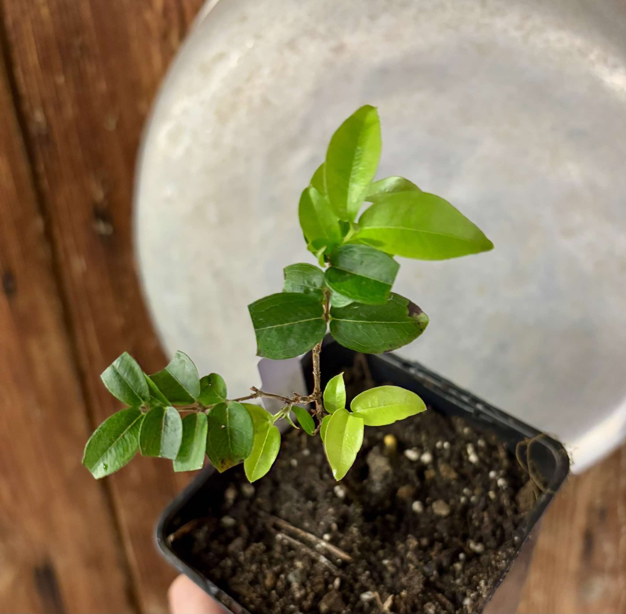 Jaboticaba Oipirinha (Plinia sp) Nr. 4 - 1 potted plant/ 1  getopfte Pflanze