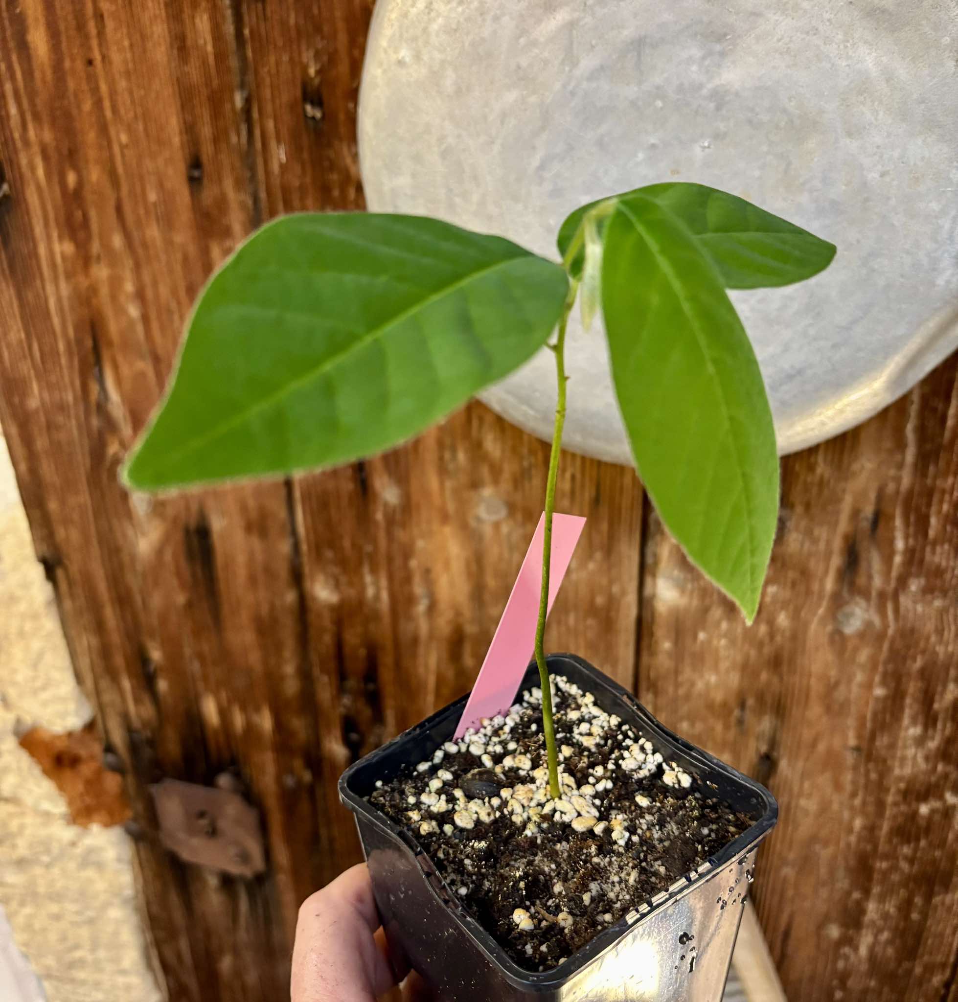 Annona sylvatica - 1 potted plant / 1 getopfte Pflanze