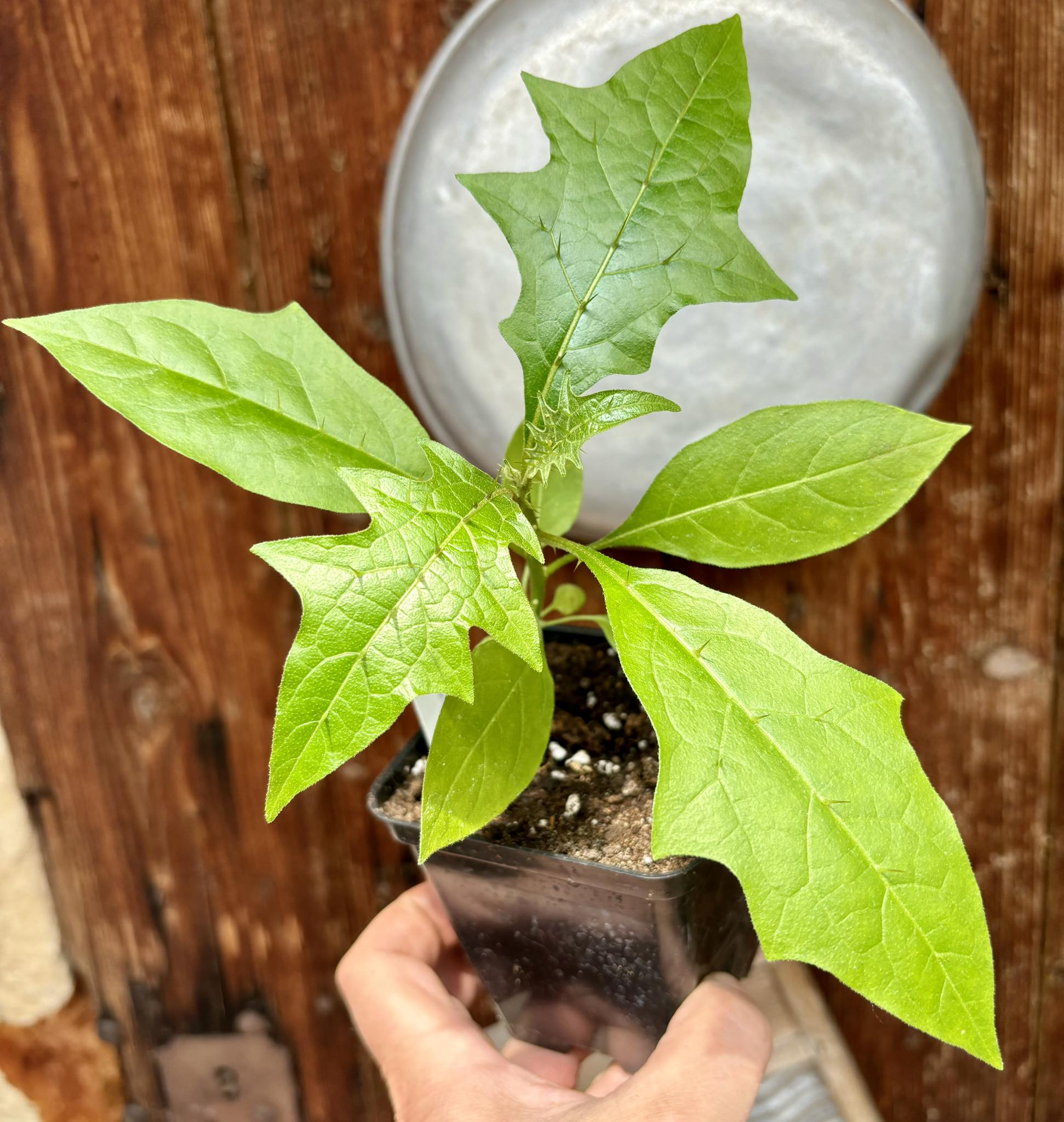 Solanum schizandrum - 1 potted seedling / 1 getopfter Sämling
