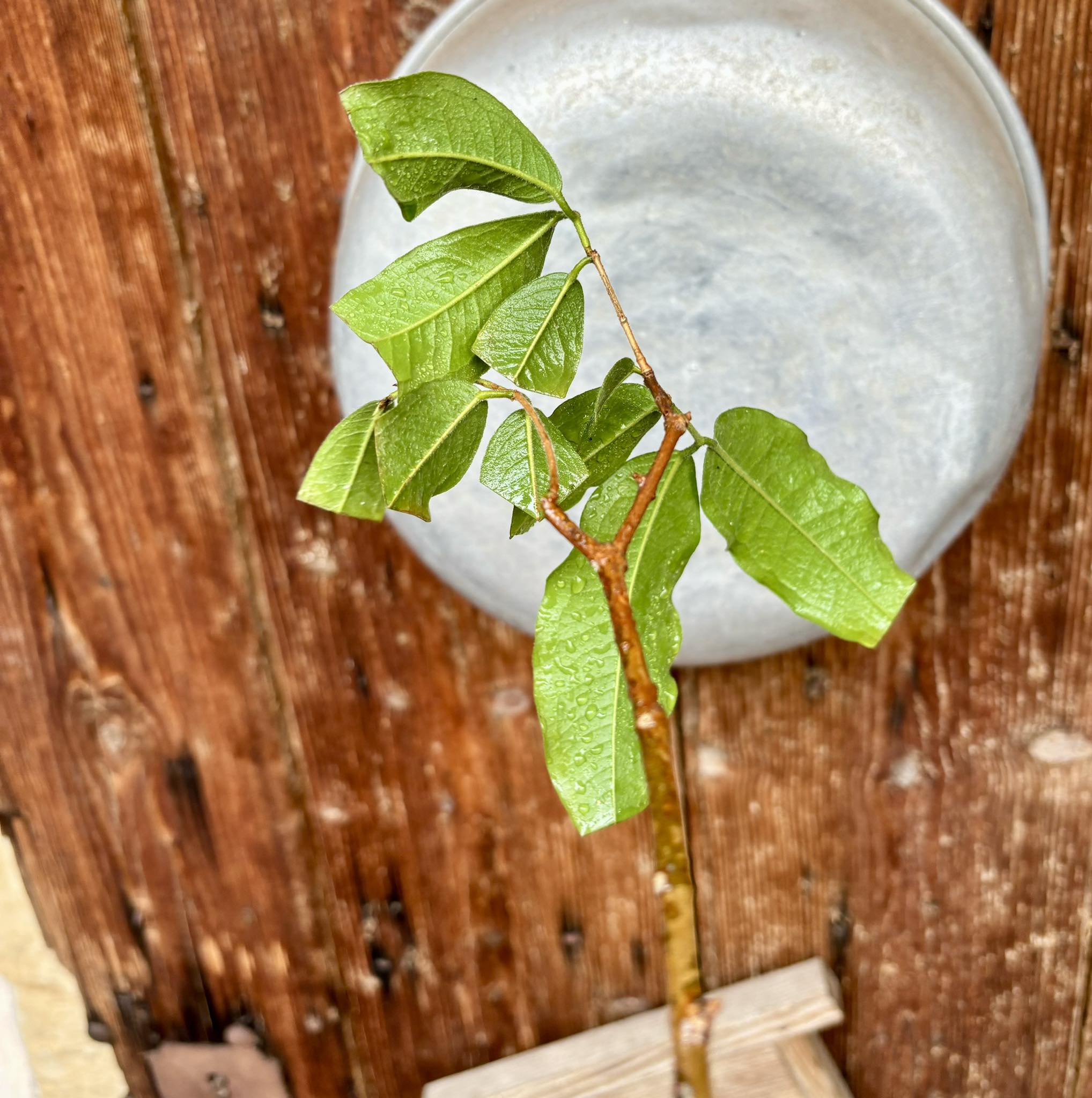 Jaboticaba Escarlate/Scarlet - Airlayer -  1 potted plant / 1 getopfte Pflanze