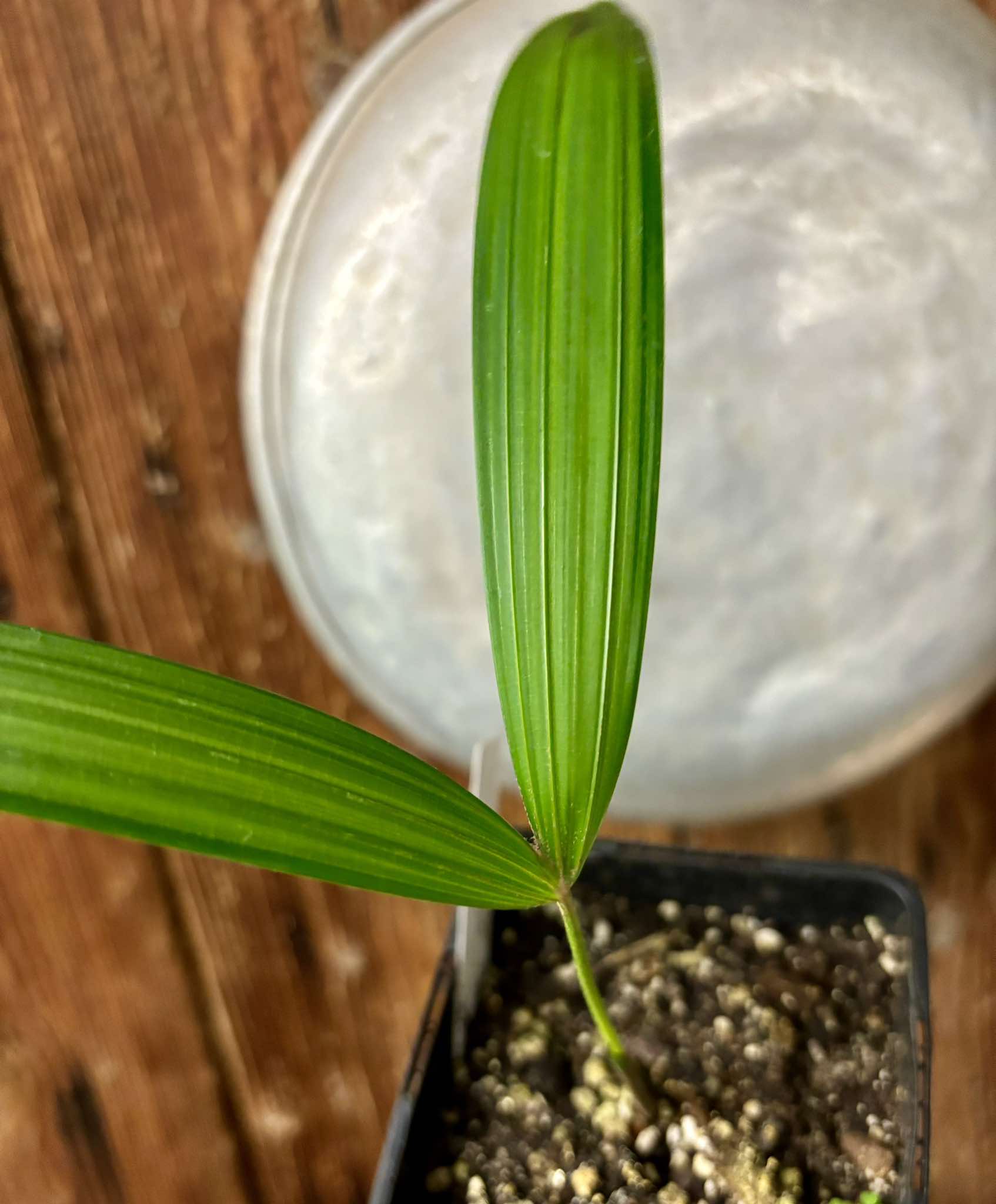 Rattan Palm (Calamus viminalis) -  1 potted plant / 1 getopfte Pflanze