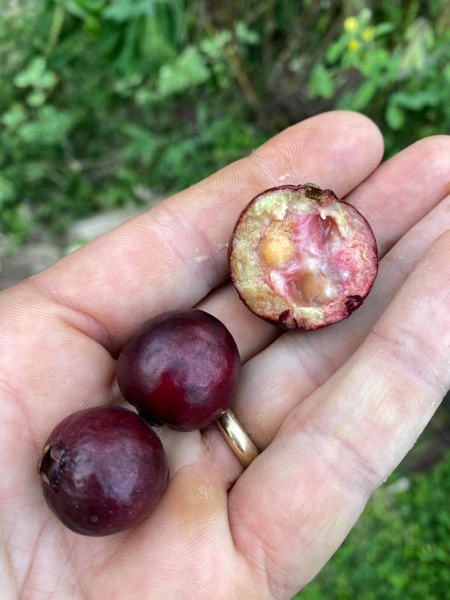 Purple Forest Guave - Psidium myrtoides  - 1 potted plant / 1 getopfte Pflanze 