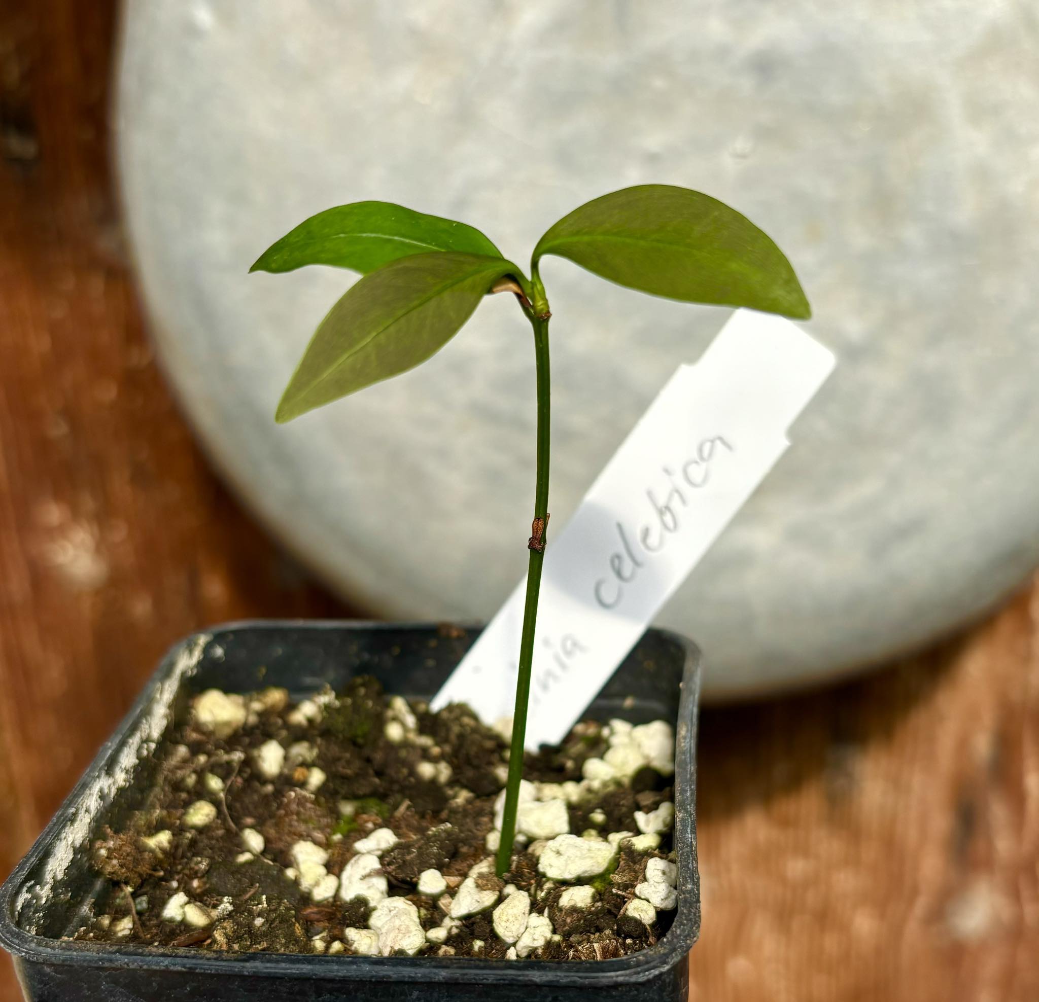 Wild Mangosteen (Garcinia celebica) - 1 potted plant / 1 getopfte Pflanze