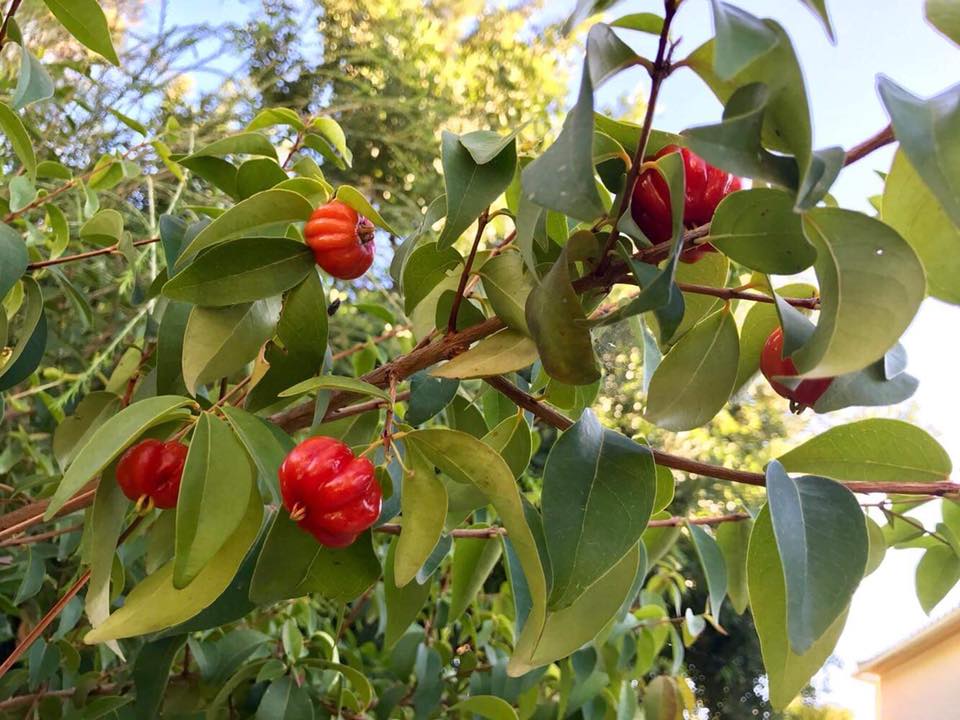 Eugenia uniflora var. red  - cultivated variety / 1 potted plant / 1 getopfte Pflanze