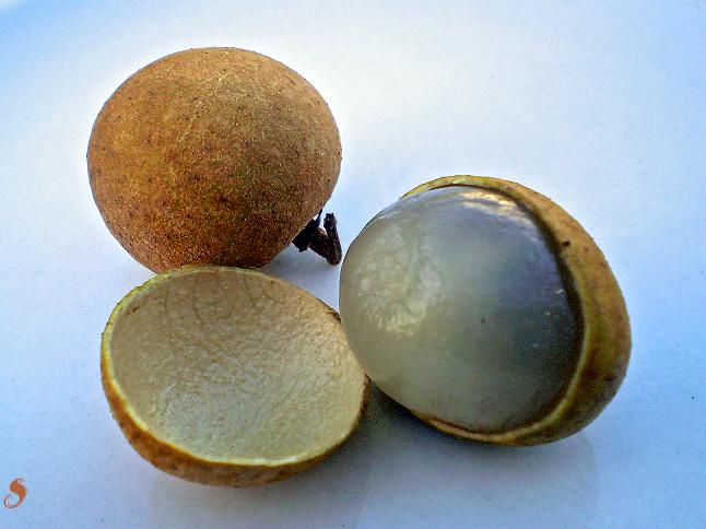 Longan (Dimocarpus longan) - GRAFTED - 1 potted plant / 1 getopfte Pflanze