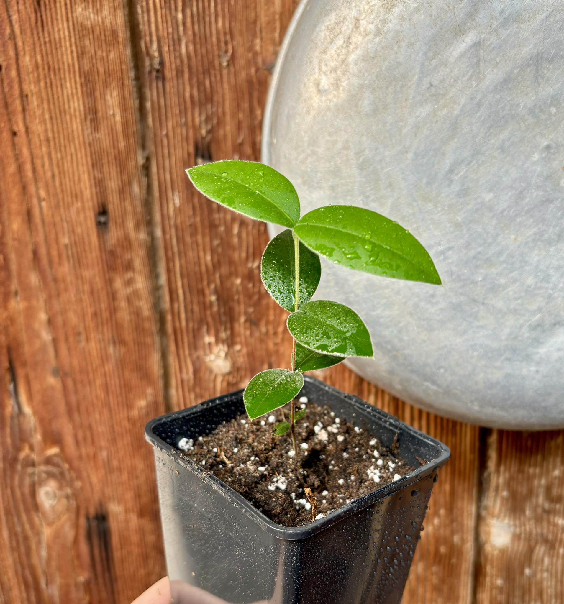 Myrcianthes pungens - Guabiju - 1 potted plant / 1 getopfte Pflanze