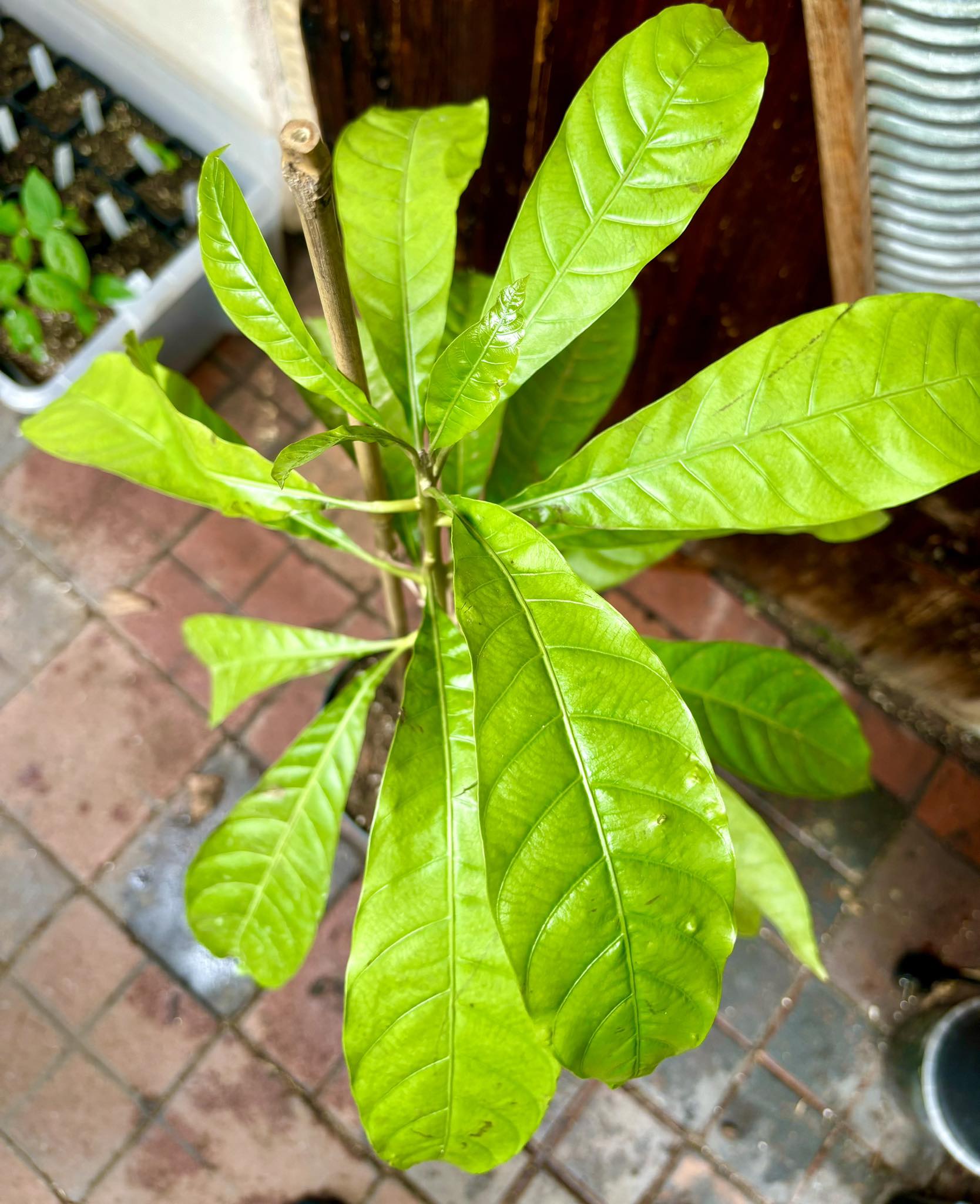 Canistel (Lucuma campechiana) - 1 potted plant / 1 getopfte Pflanze