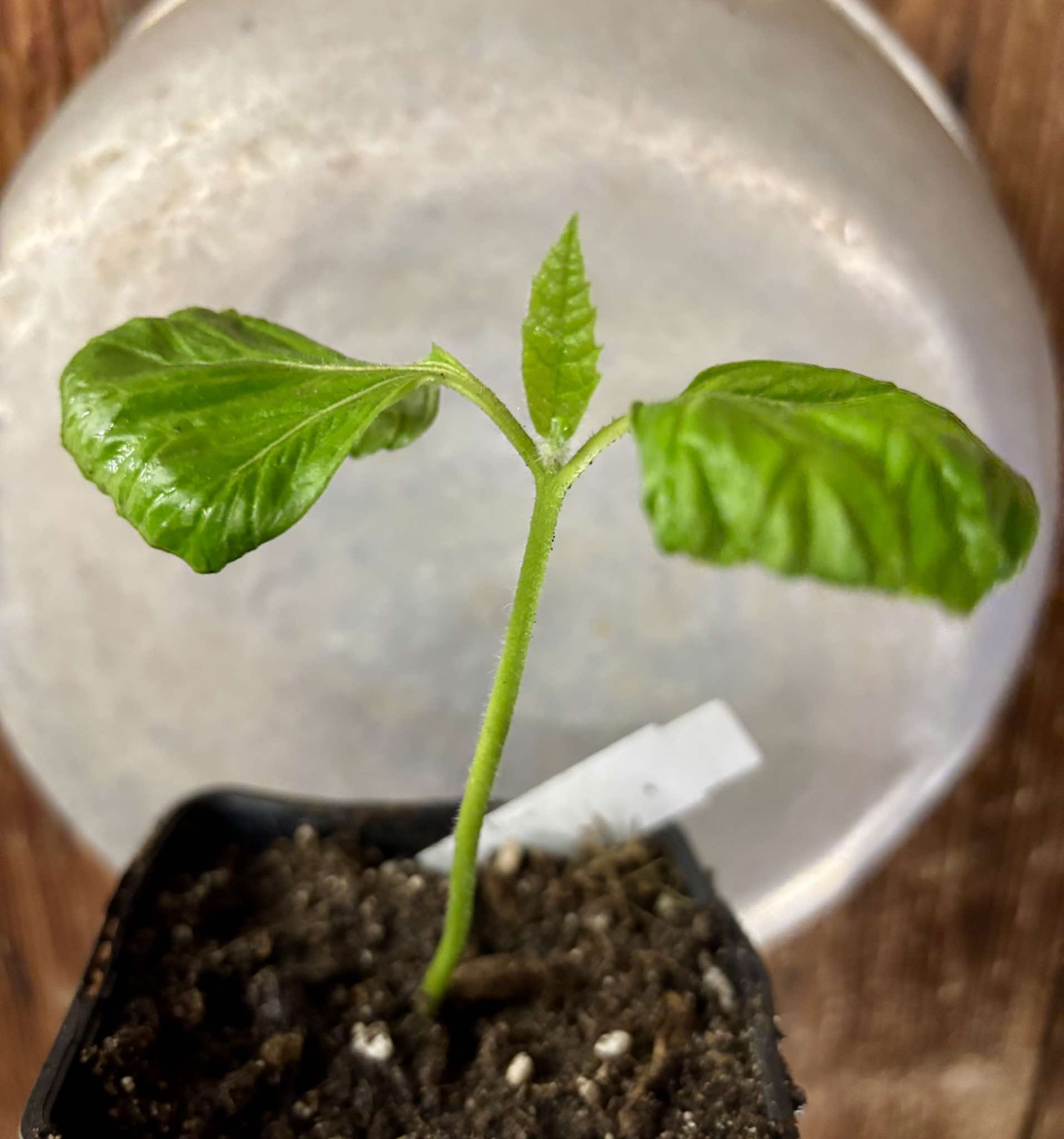 Zirikote (Cordia dodecandra) - 1 small potted seedling / 1 kleiner, getopfter Sämling