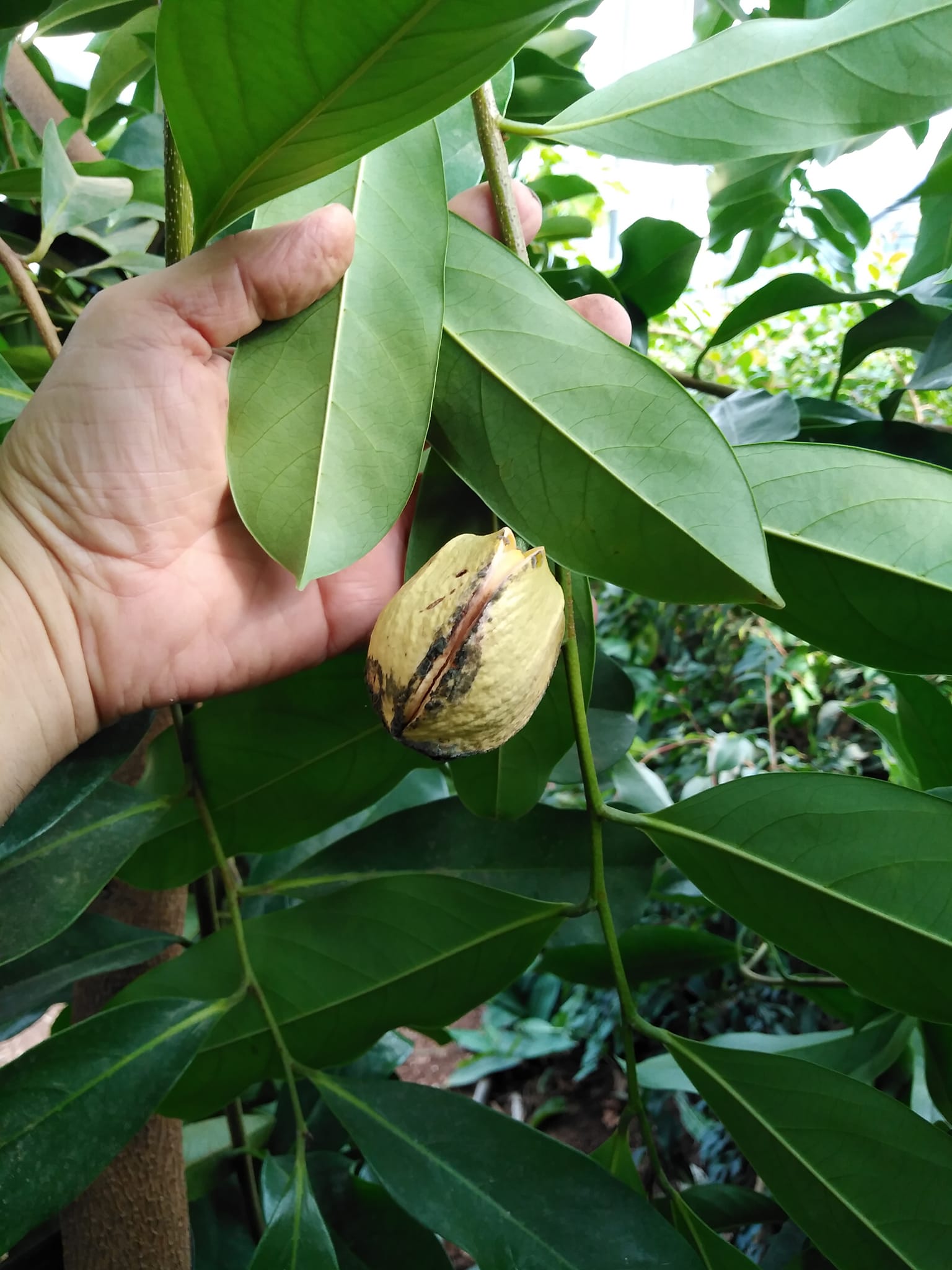 Annona montana - Mountain Soursop - 1 potted plant / 1 getopfte Pflanze