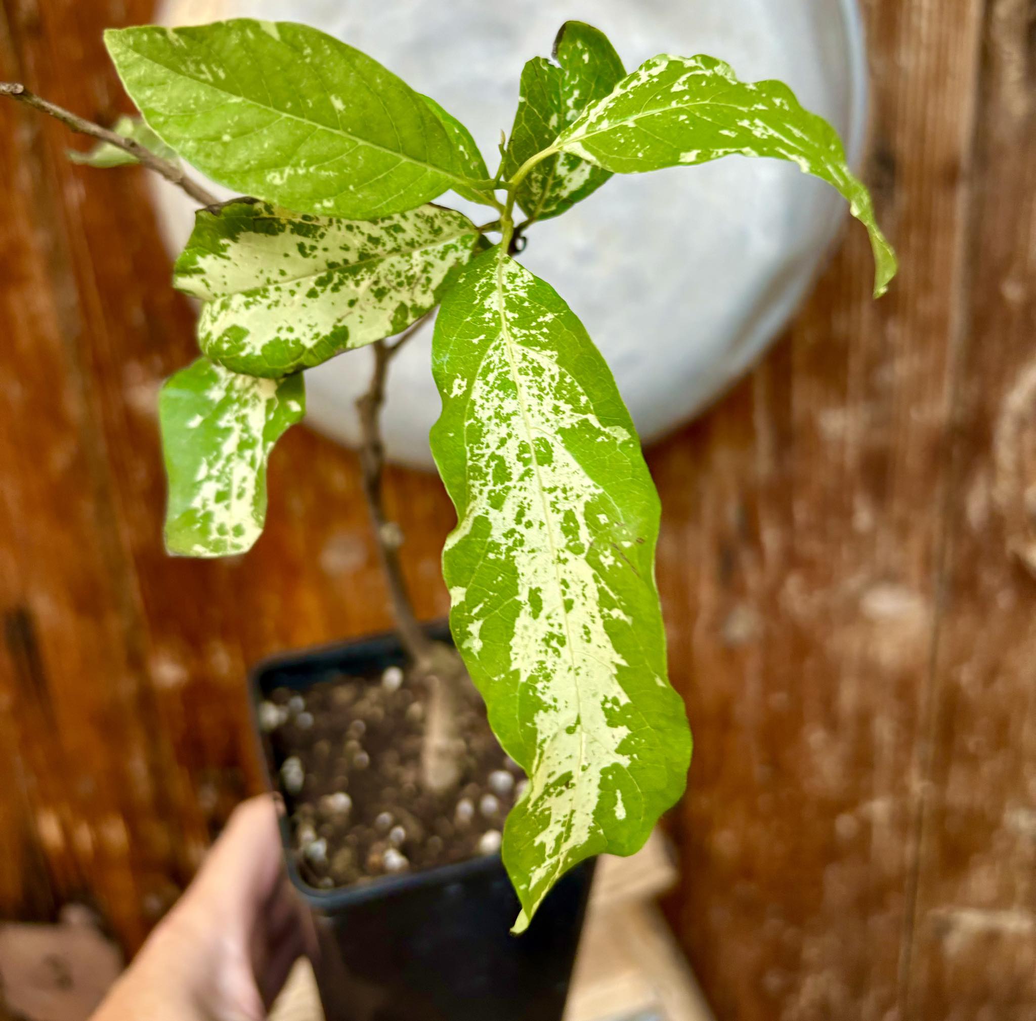 Annona squamosa VARIEGATED - 1 potted plant / 1 getopfte Pflanze