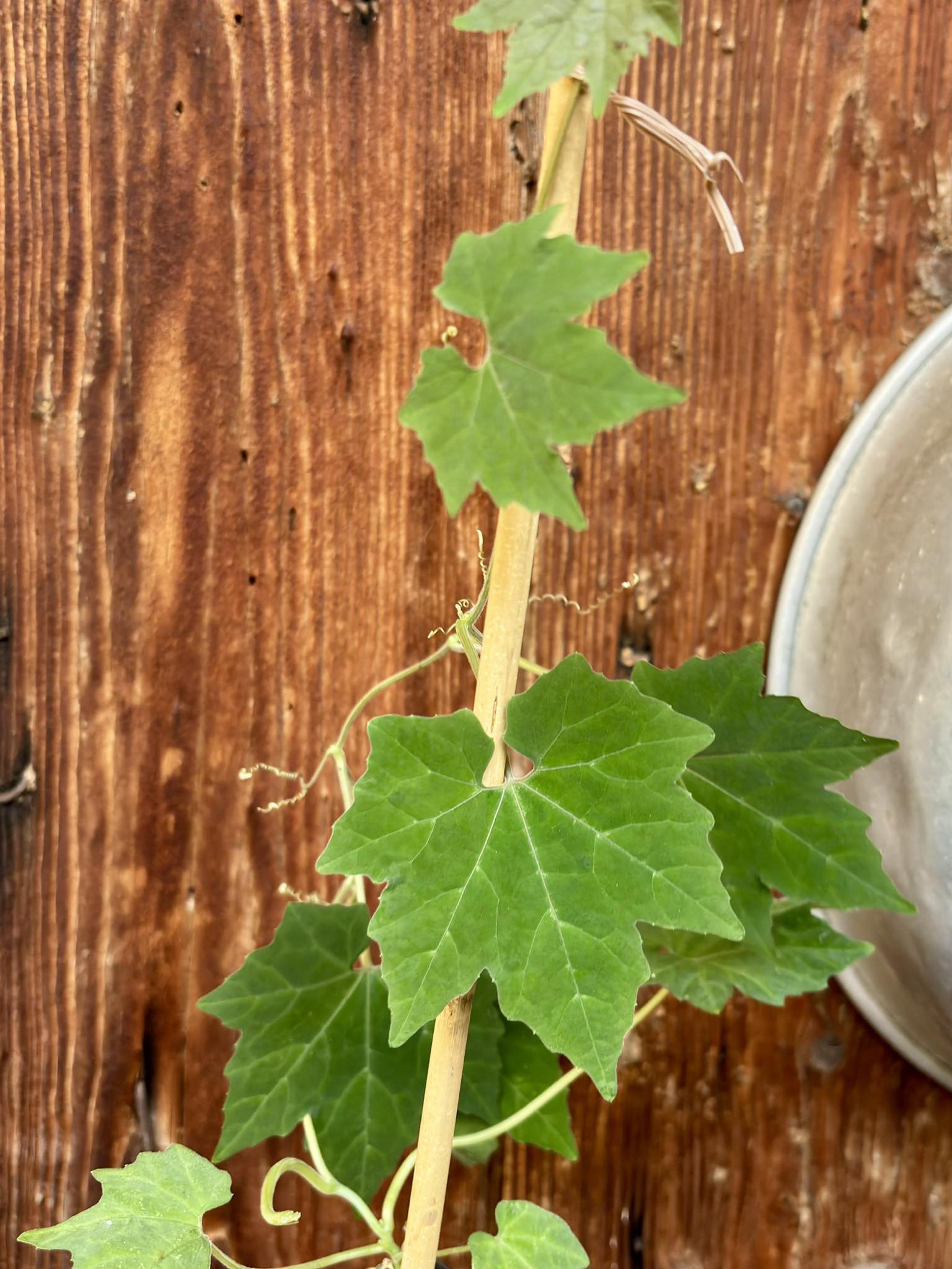 Sicana odorifera - Cassabanana - 1 potted plant / 1 getopfte Pflanze