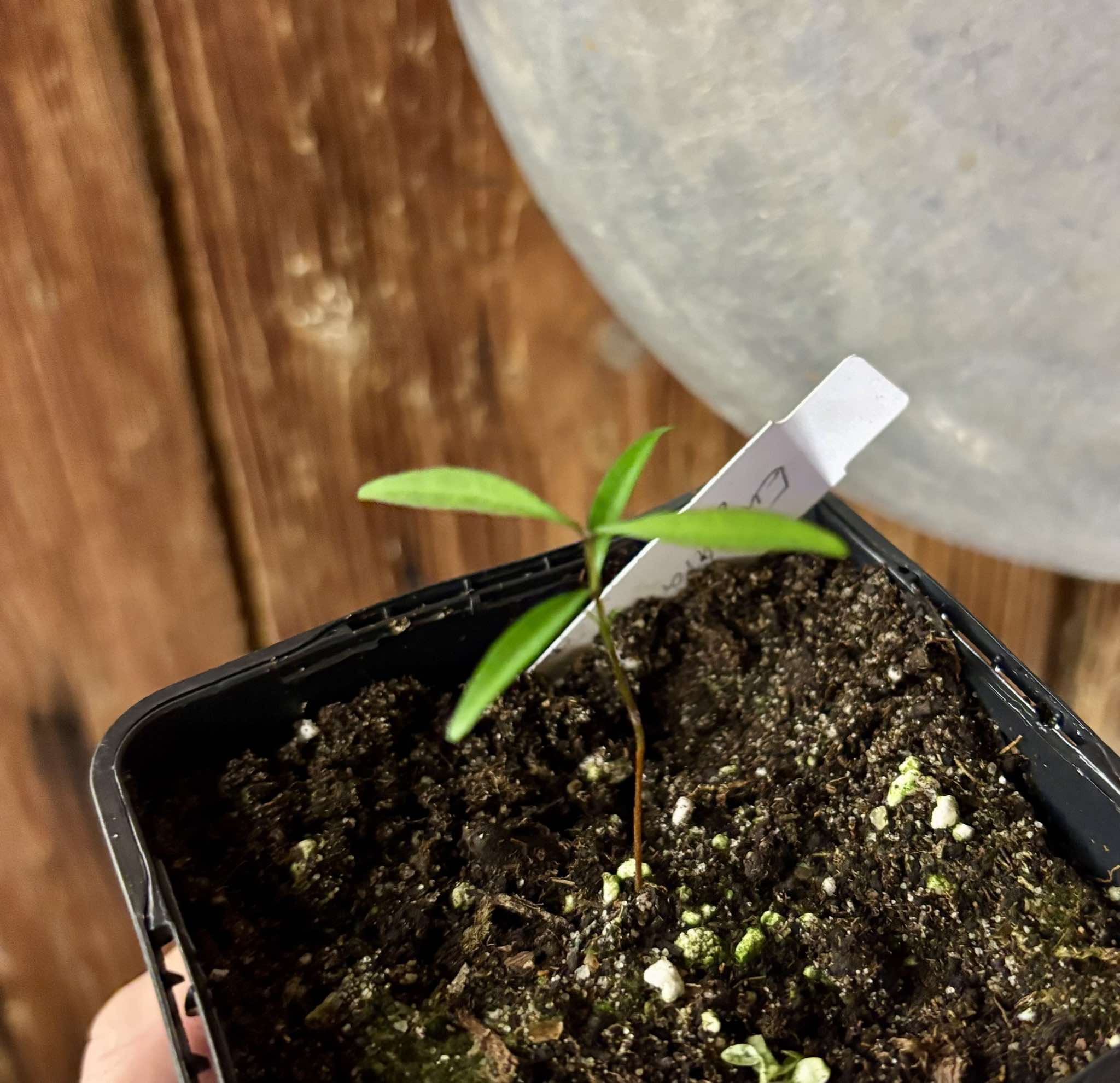 Eugenia schottiana -  1 small potted seedling / 1 kleiner, getopfter Sämling