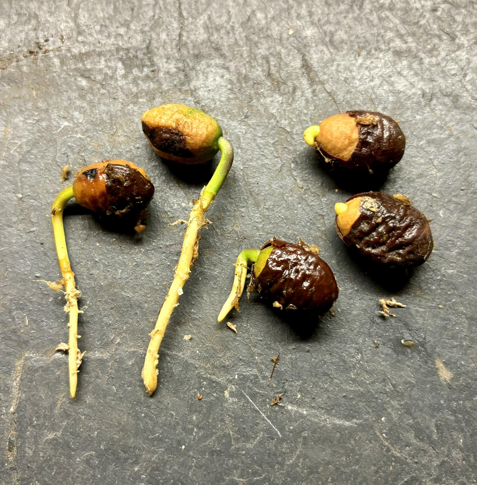 Pouteria bangii - 1 germinated seed / 1 gekeimter Samen