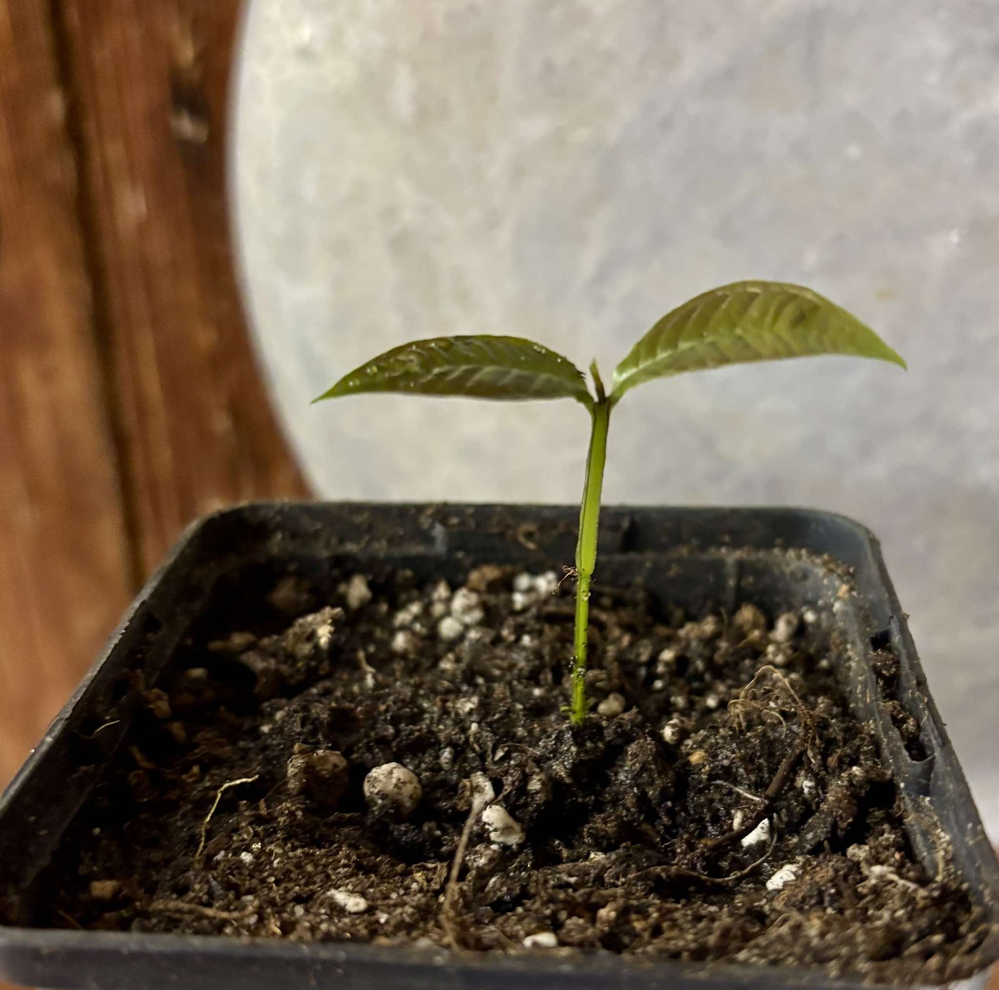 Gowok (Syzygium polycephalum) - 1 small potted seedling / 1 kleiner, getopfter Sämling