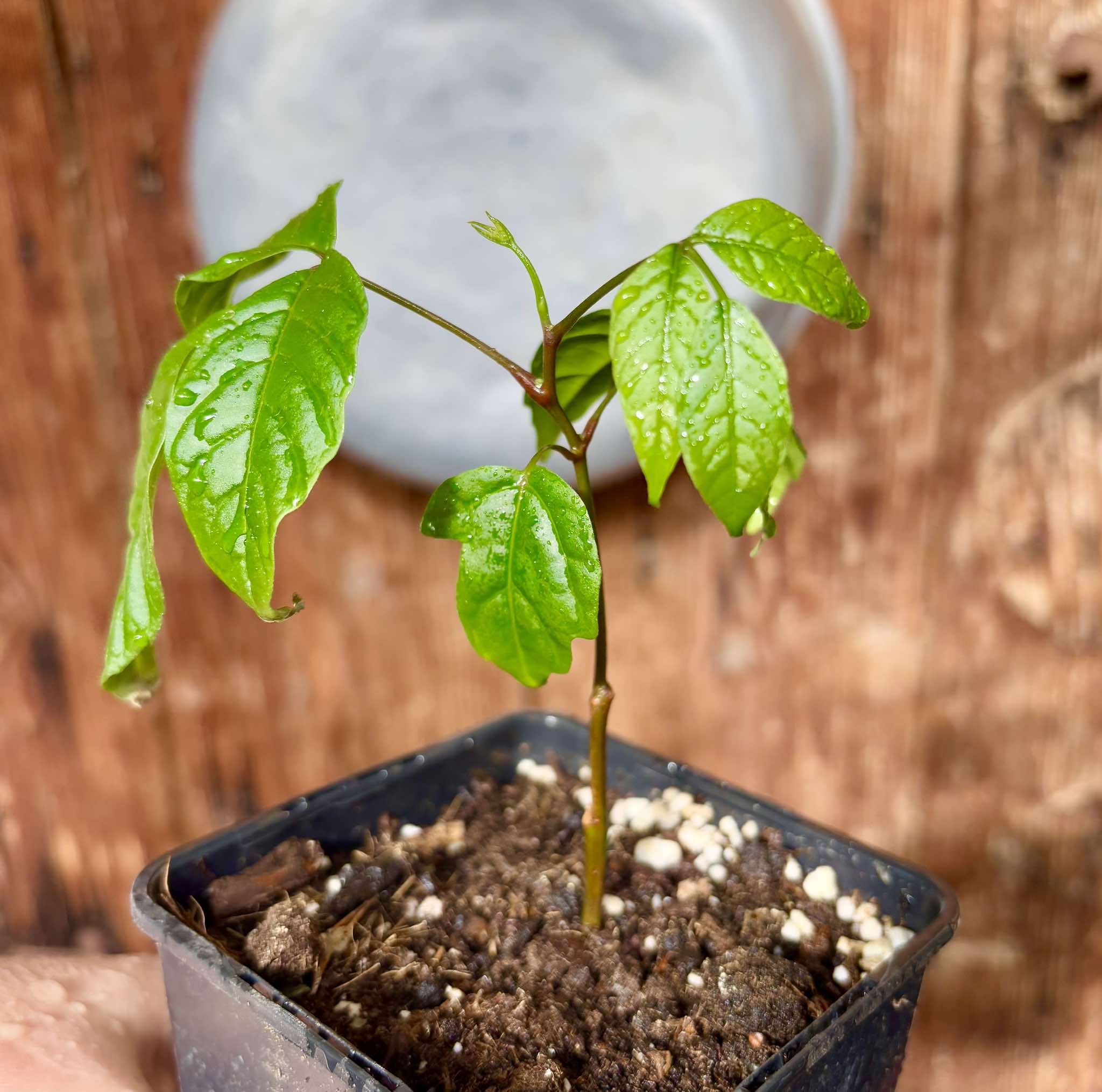 Santol (Sandoricum koetjape)  - 1 small potted seedling / 1 kleiner, getopfter Sämling