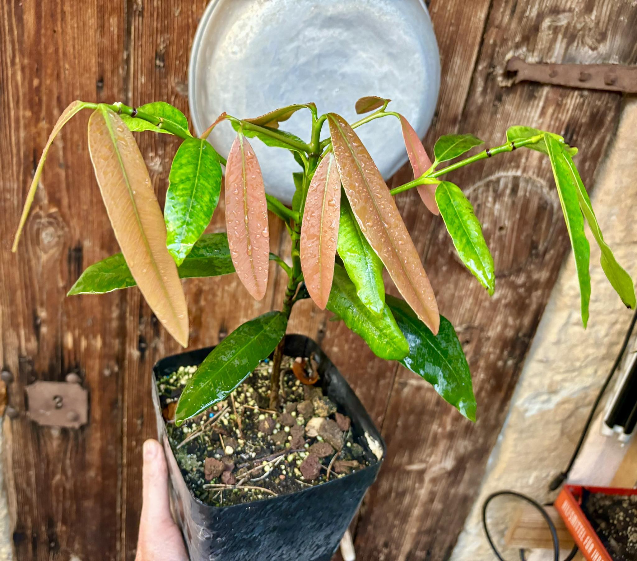 Garcinia sp. Luc's Garcinia - Garcinia sp Mexico - 1 potted plant / 1 getopfte Pflanze