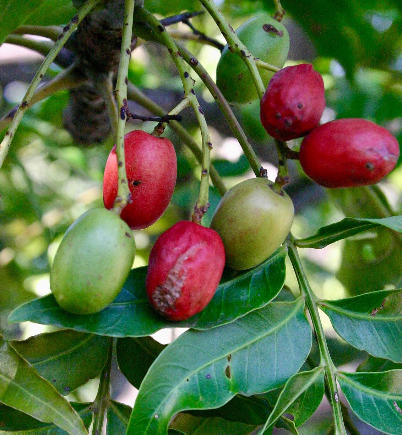 Kaffir Plum (Harpephyllum caffrum) - 1 fresh seed / 1 frischer Samen