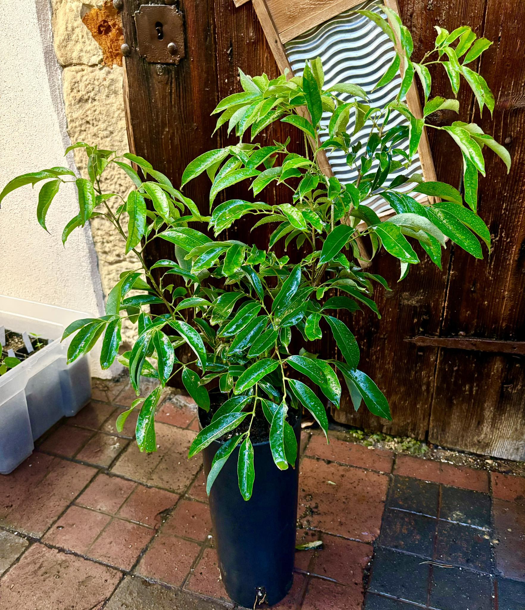 Litchi (Litchi chinensis) - 1 potted plant / 1 getopfte Pflanze