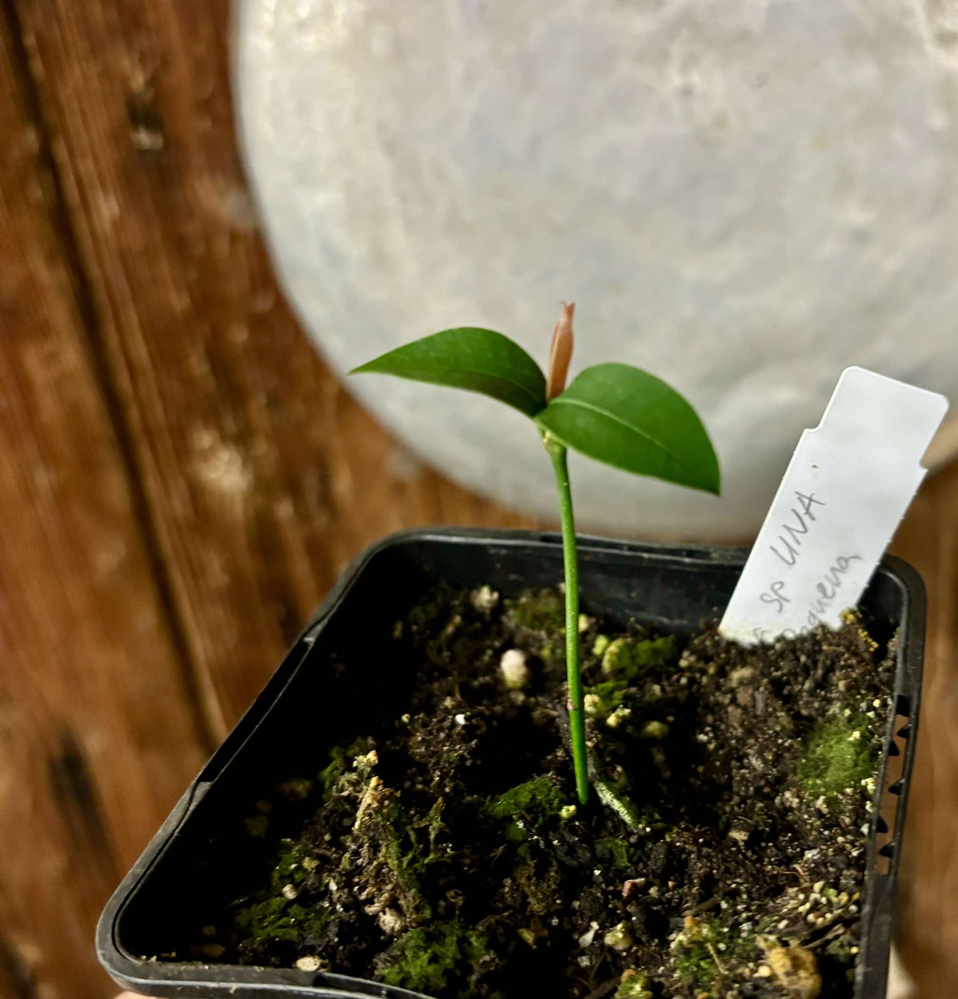 Garcinia sp UNA - 1 potted plant / 1 getopfte Pflanze