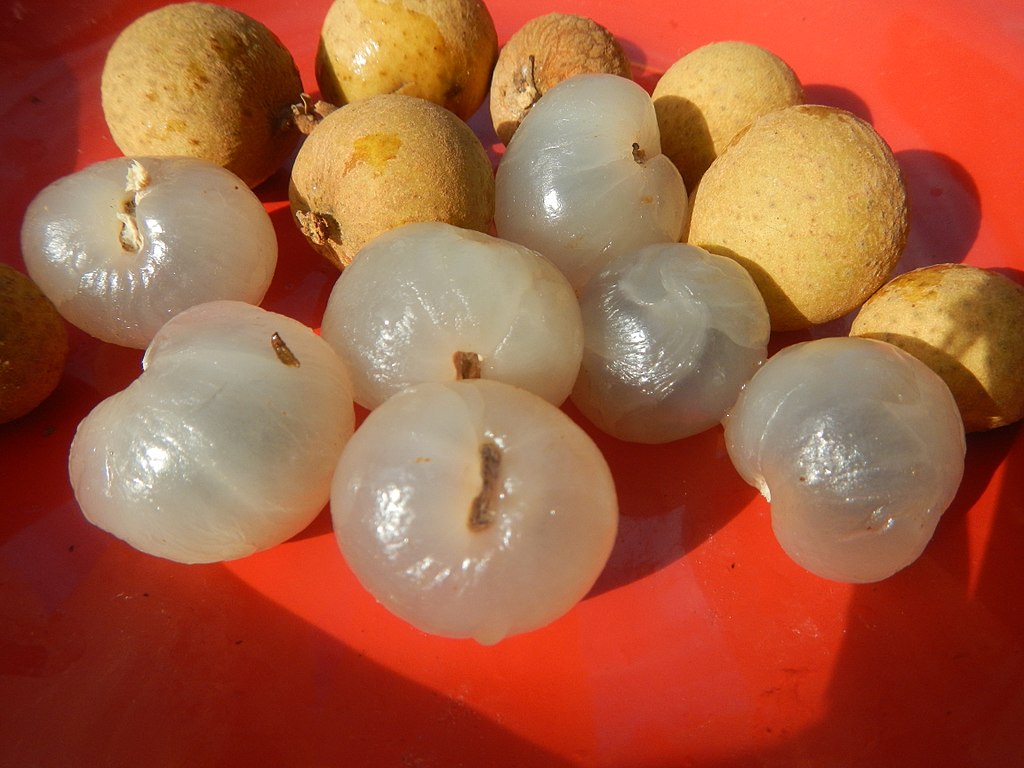 Longan (Dimocarpus longan) - GRAFTED - 1 potted plant / 1 getopfte Pflanze