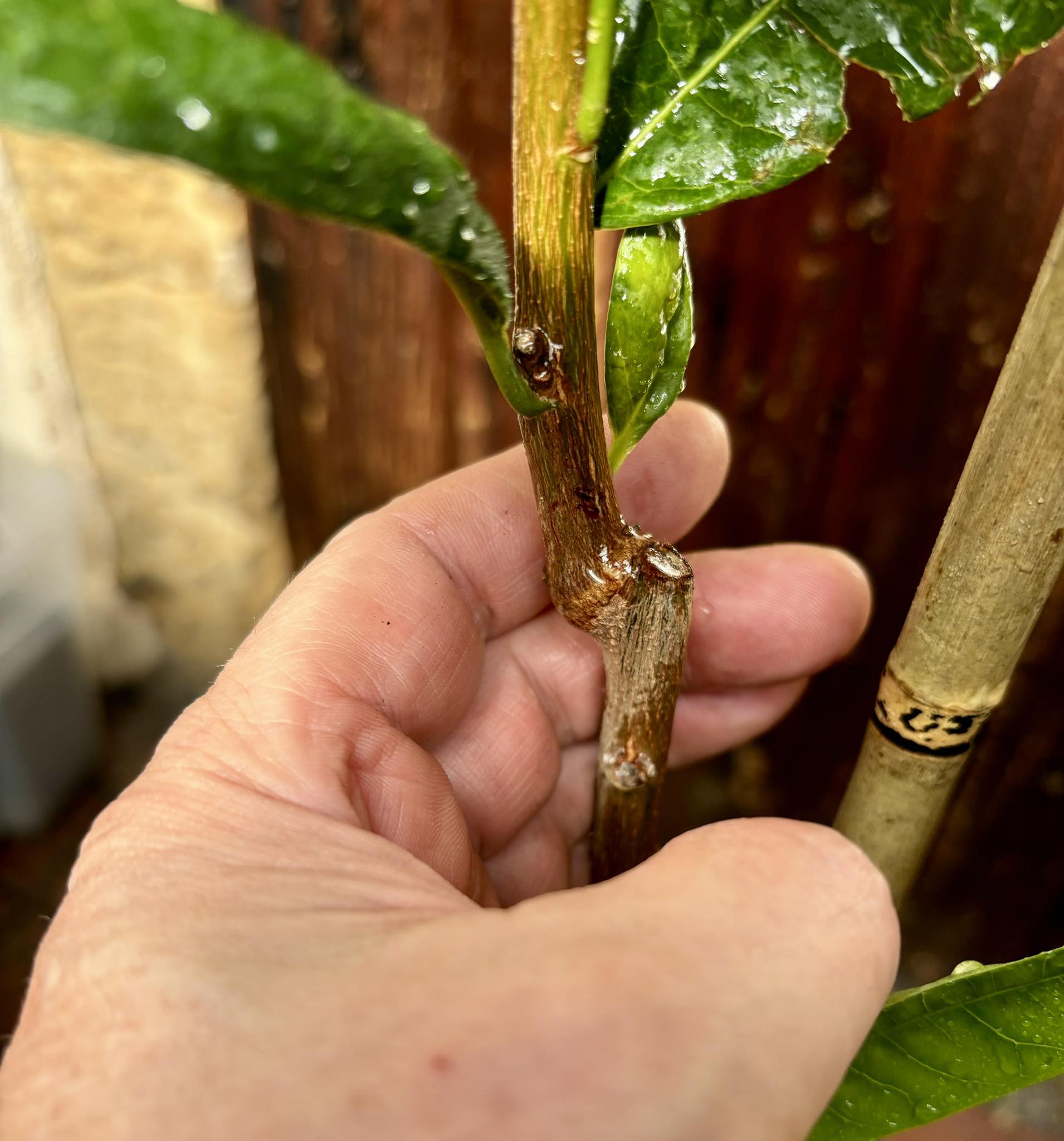 Lucuma (Lucuma bifera) GRAFTED - 1 potted plant / 1 getopfte Pflanze