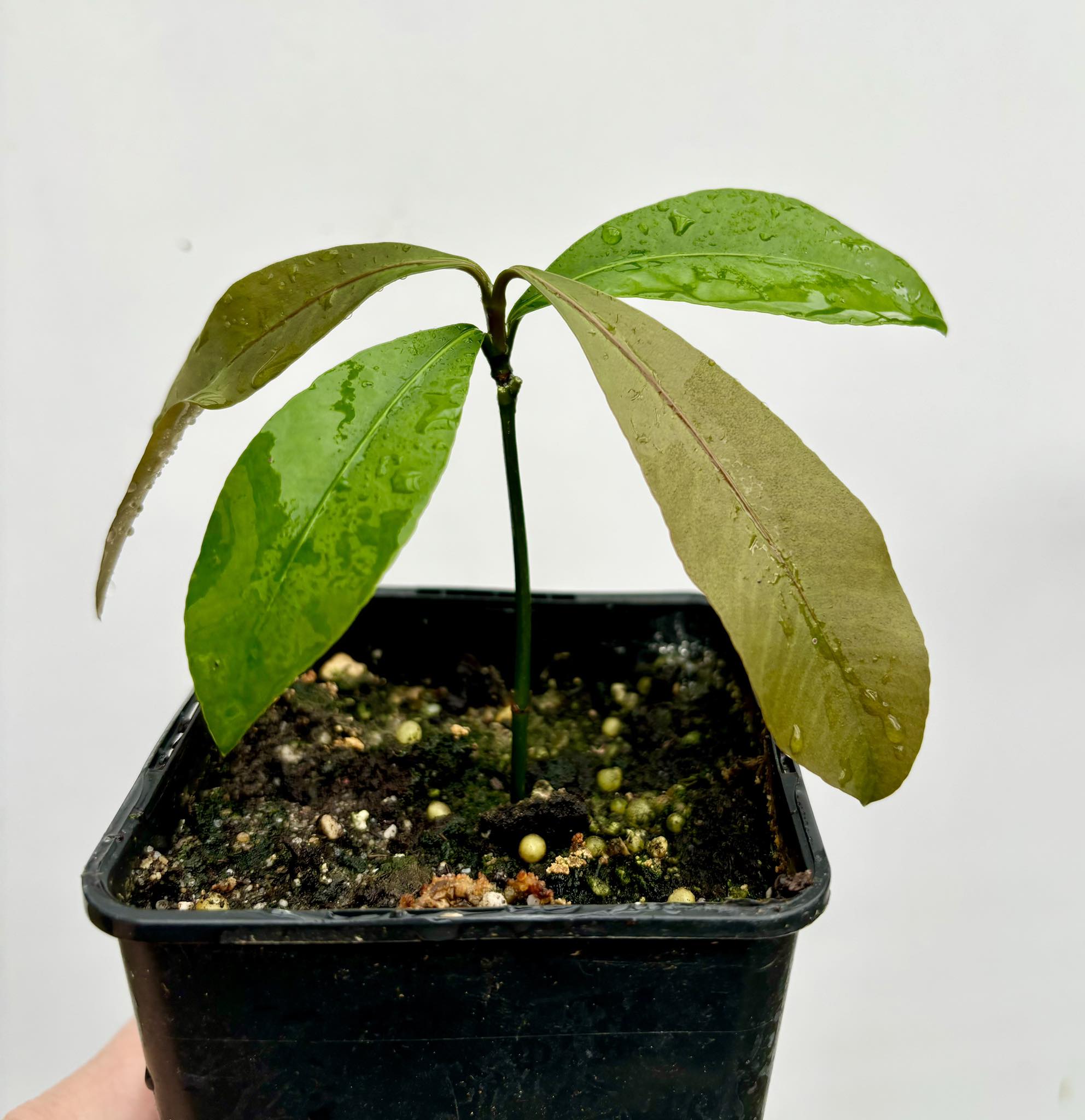 Garcinia sp Amazonas Nova - 1 potted seedling / 1 getopfter Sämling 