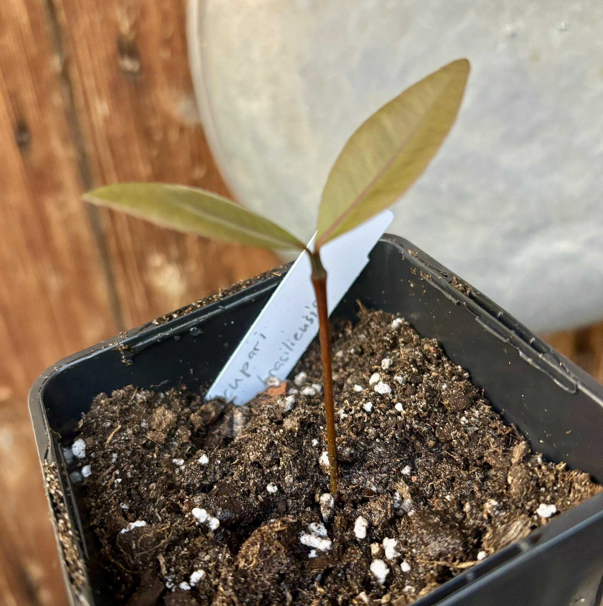 Garcinia brasiliensis - Bacupari -  1 small potted seedling / 1 kleiner, getopfter Sämling