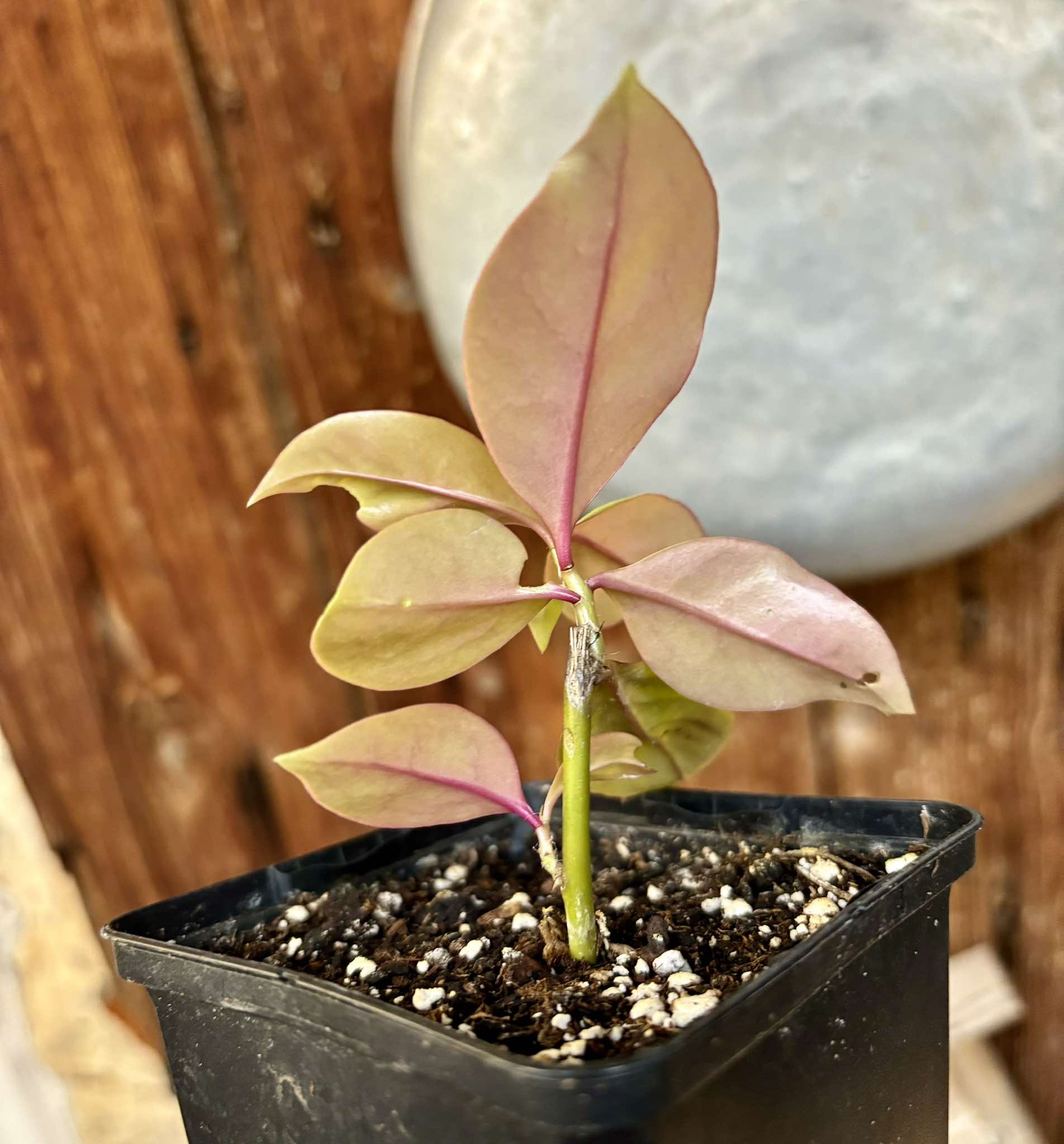 Barbados Gooseberry Nr. 2 - Pereskia aculeata var. godseffiana - 1 potted plant / 1 getopfte Pflanze