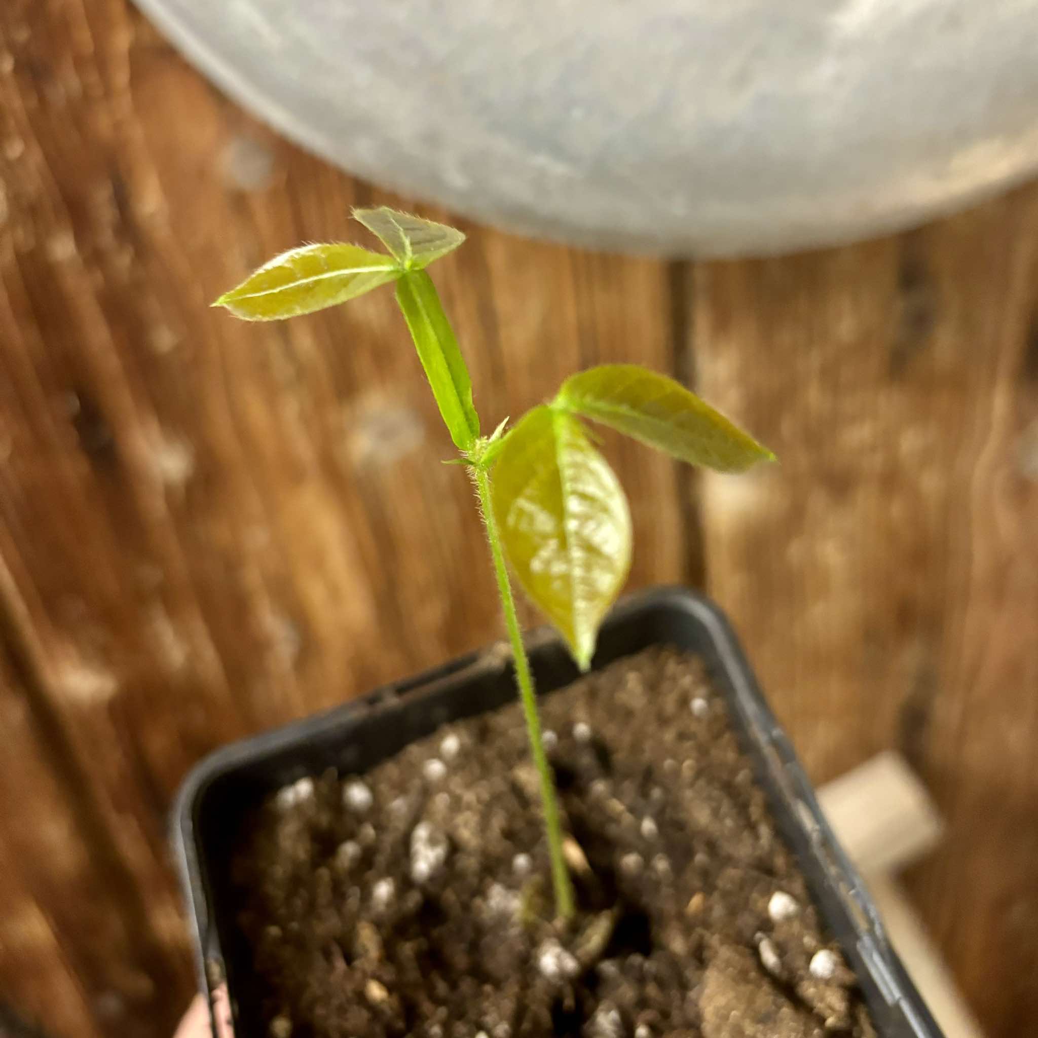 Inga vulpina  - 1 small potted seedling / 1 kleiner, getopfter Sämling