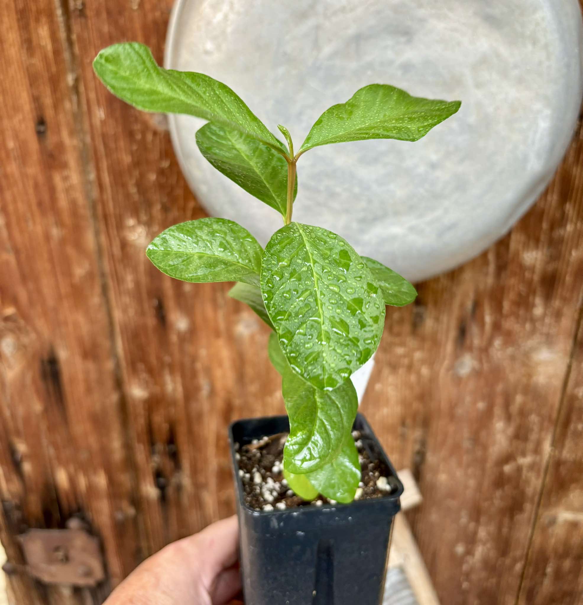 Psidium guajava - Peach - 1 potted plant / 1 getopfte Pflanze 